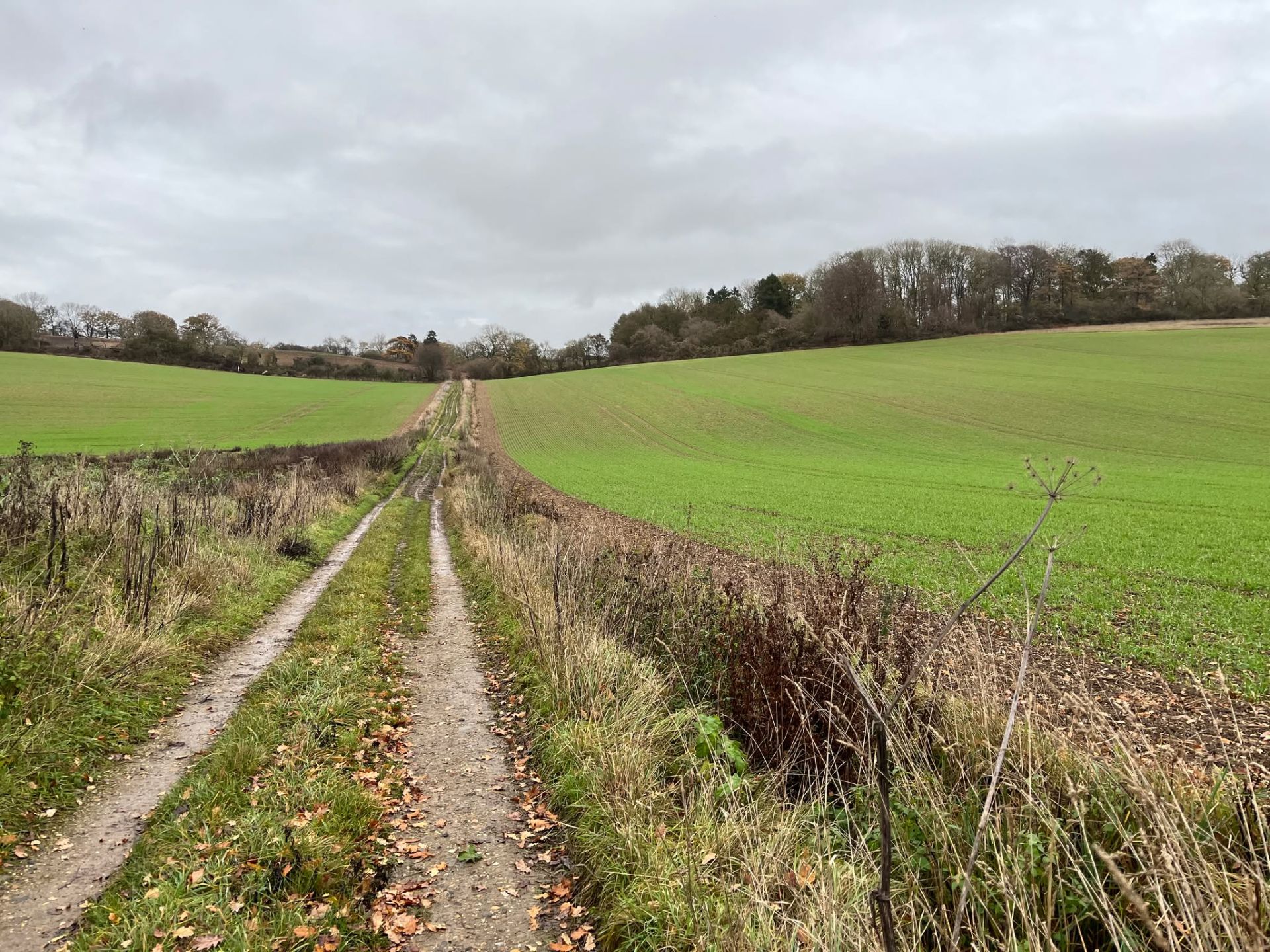 A track through rolling farmland