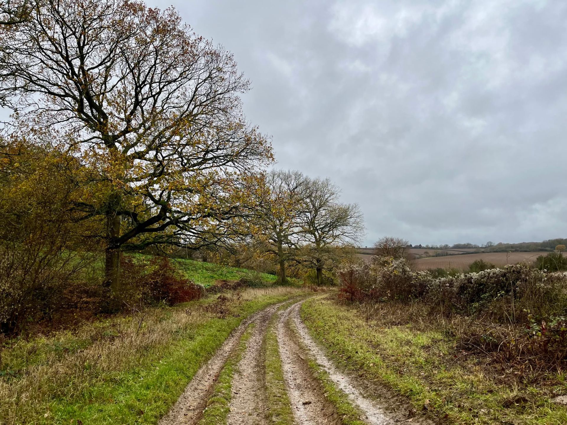 A track between trees and fields