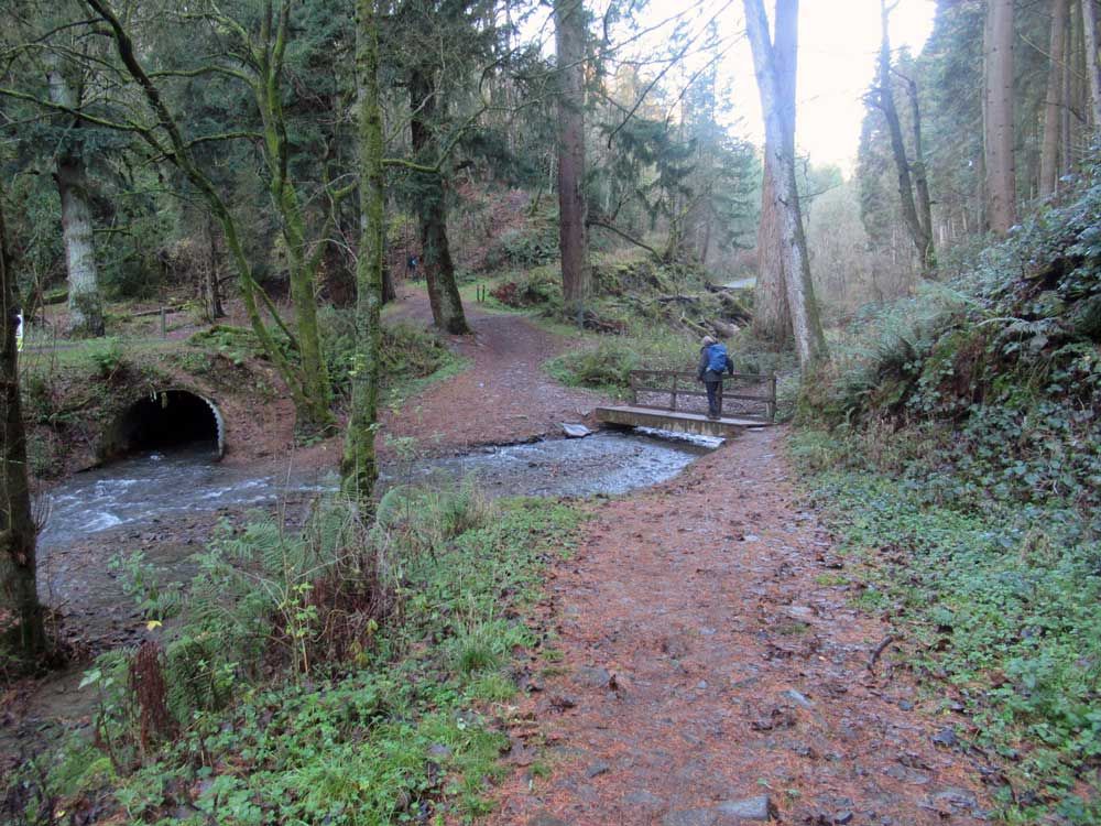 A path leading to a bridge over a stream.