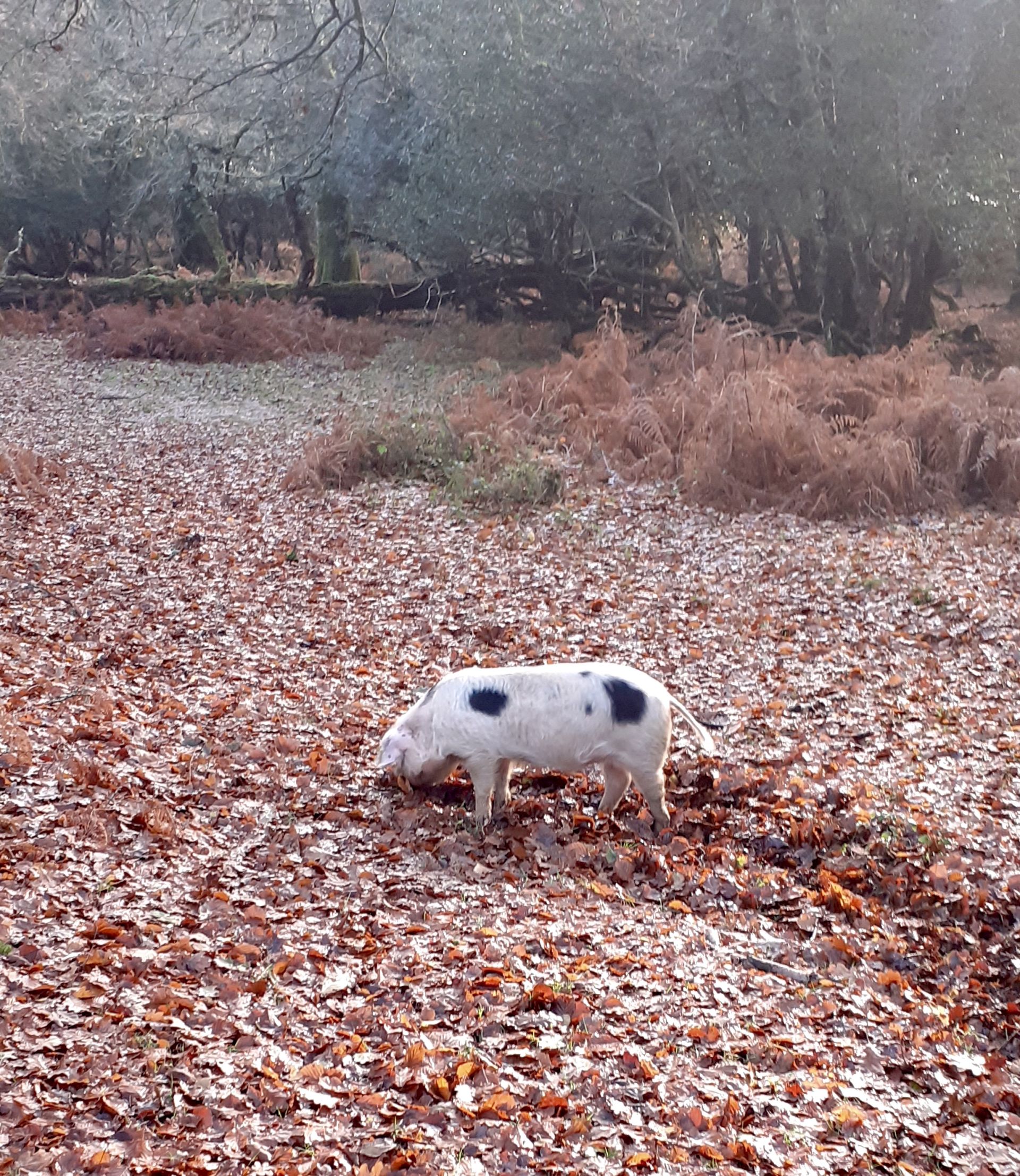 Foraging pig