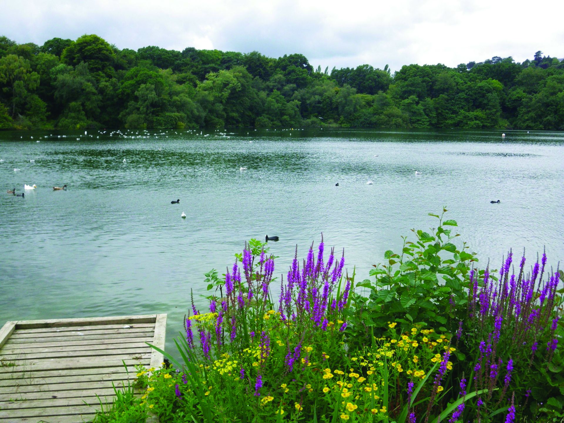 Photo of a calm lake in Decoy Park
