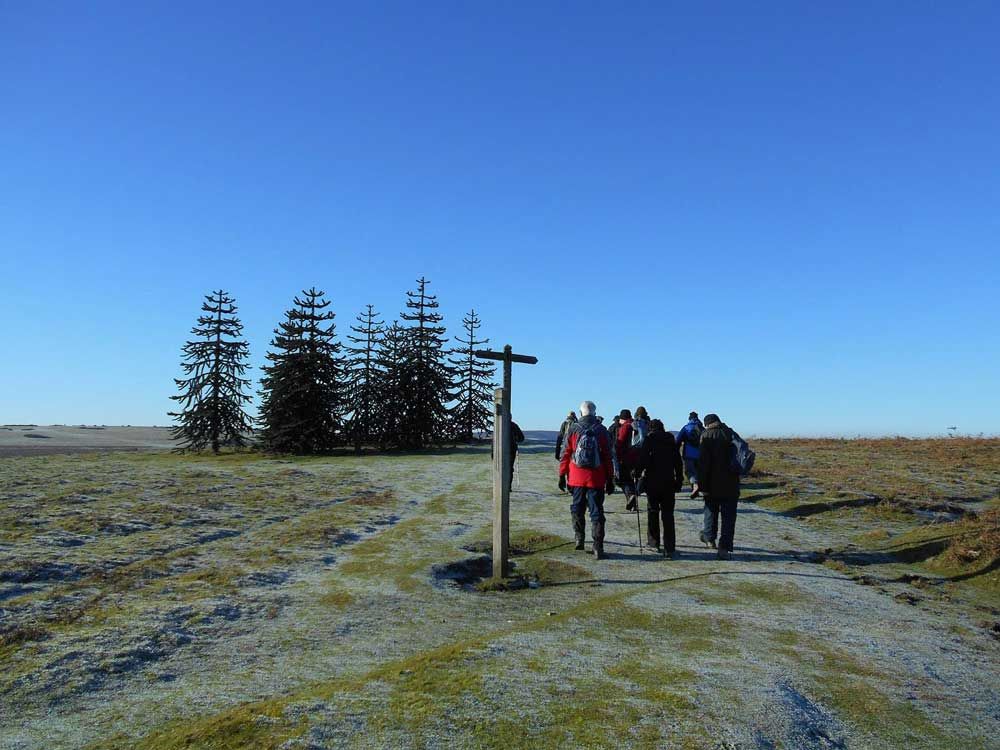 Walkers walking towards some trees.