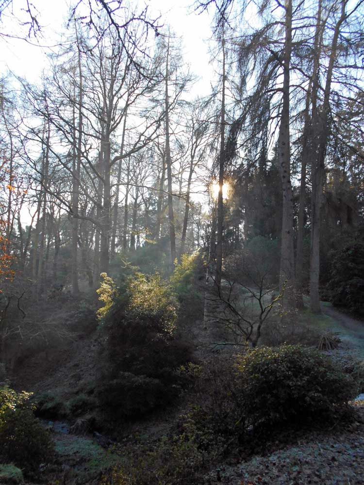 Sunlight coming through some trees.