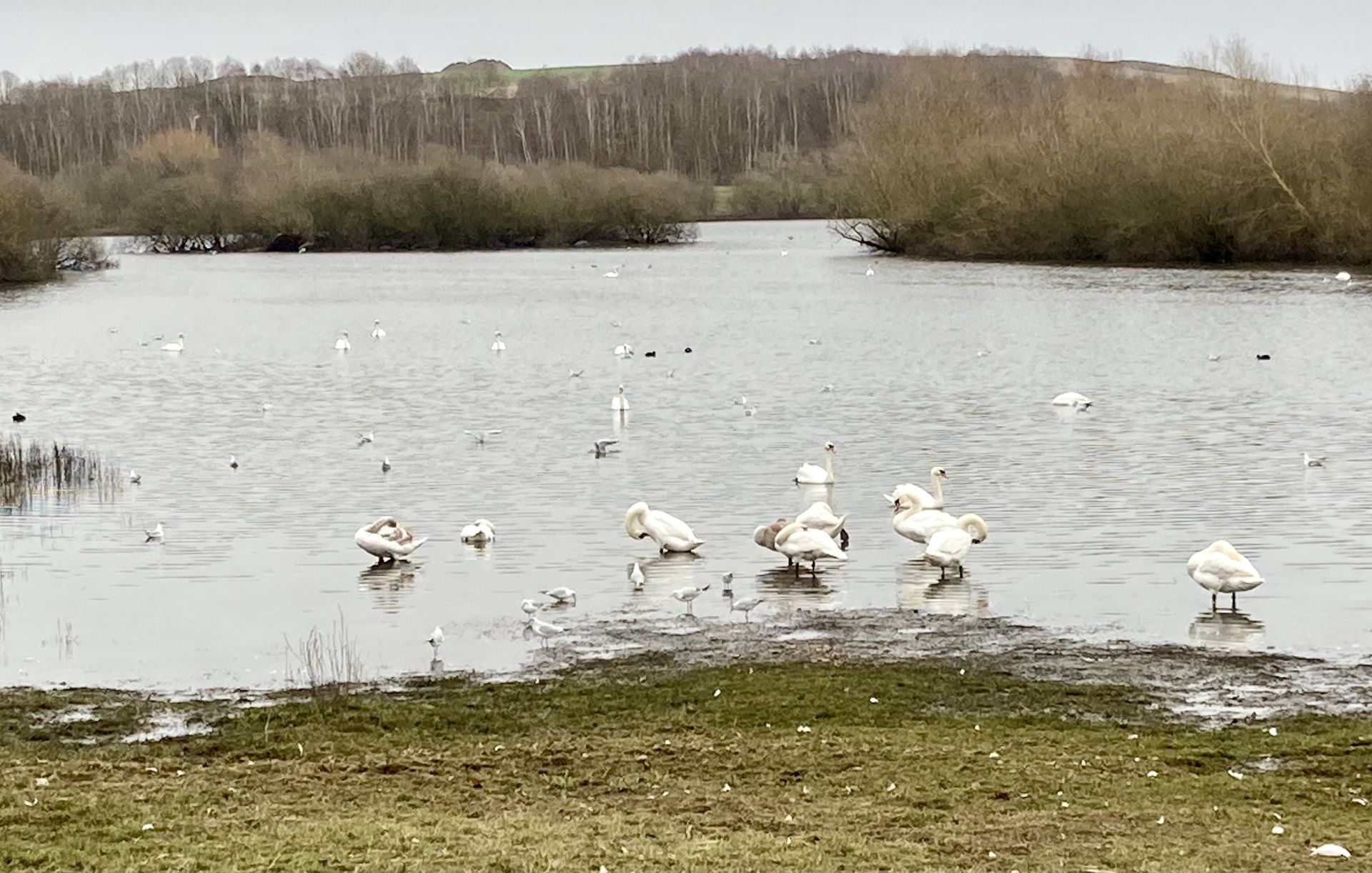 Swans on a lake