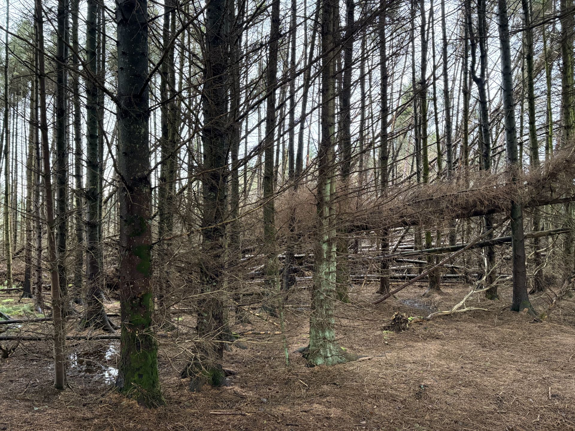 Lots of storm damage but not on our path