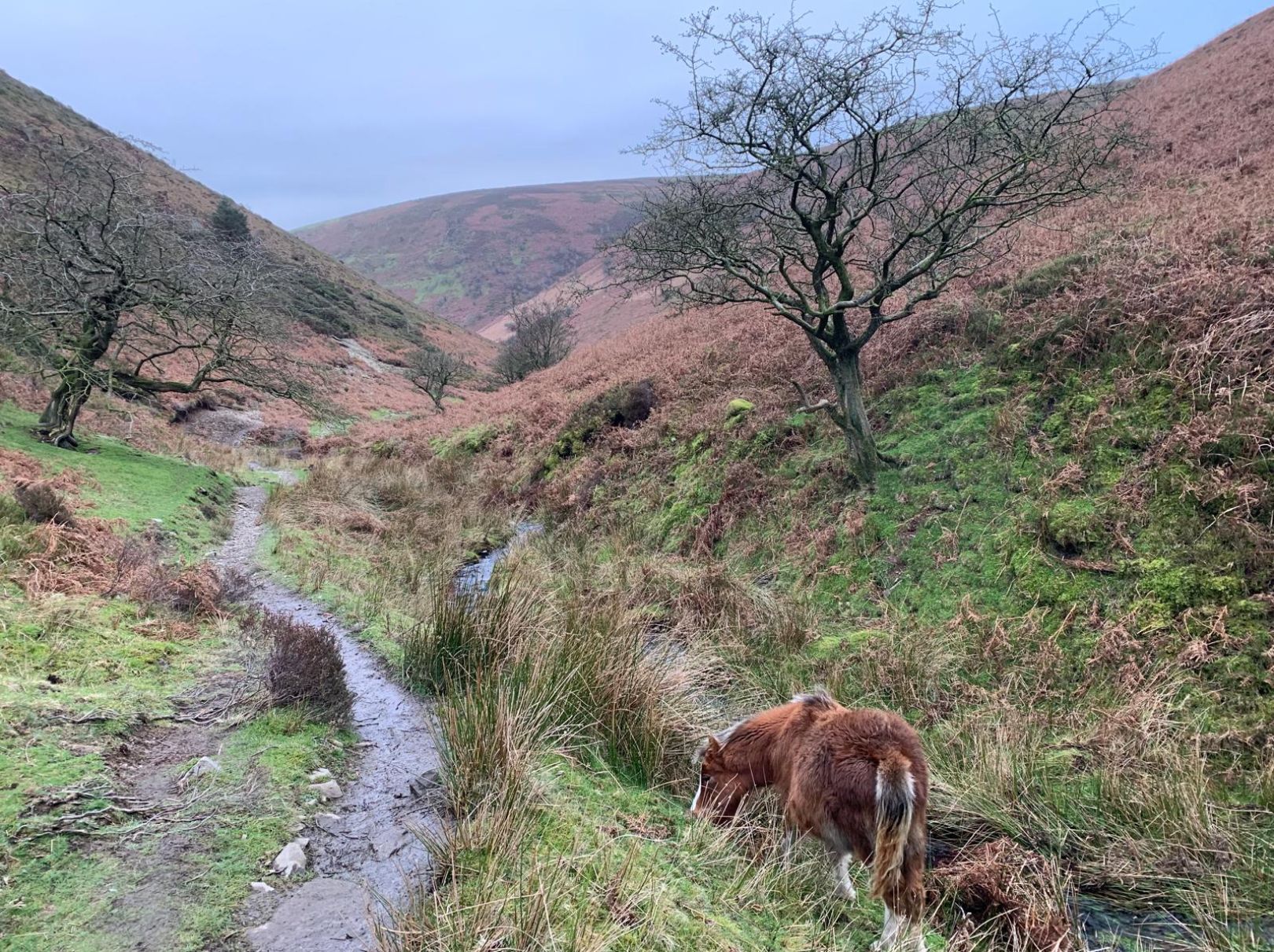 Path through Ashes Hollow and a pony.
