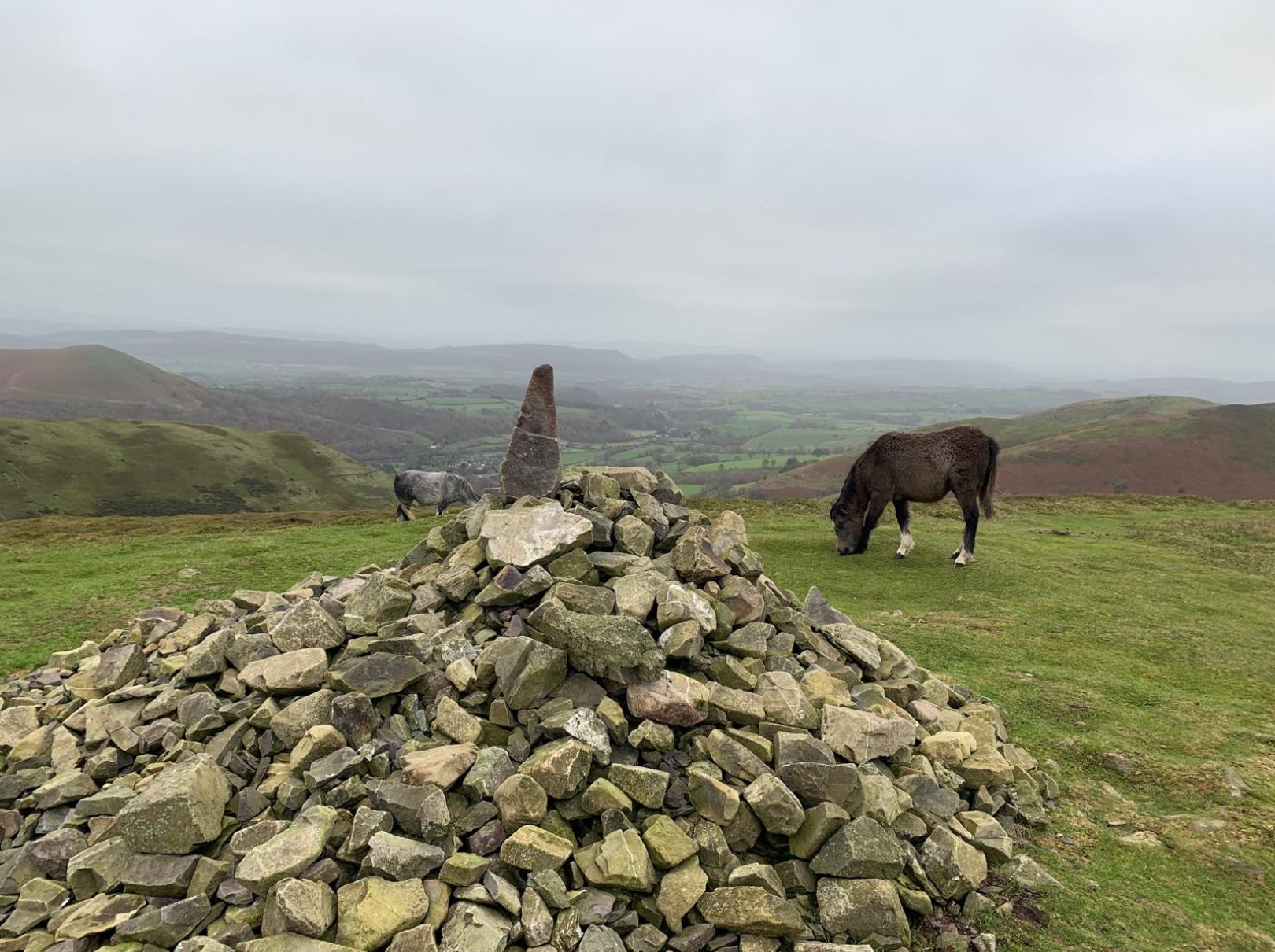 Yearlet summit with ponies.