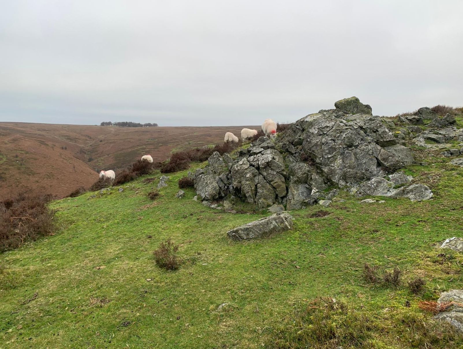 Rocks and sheep on Long Synalds.