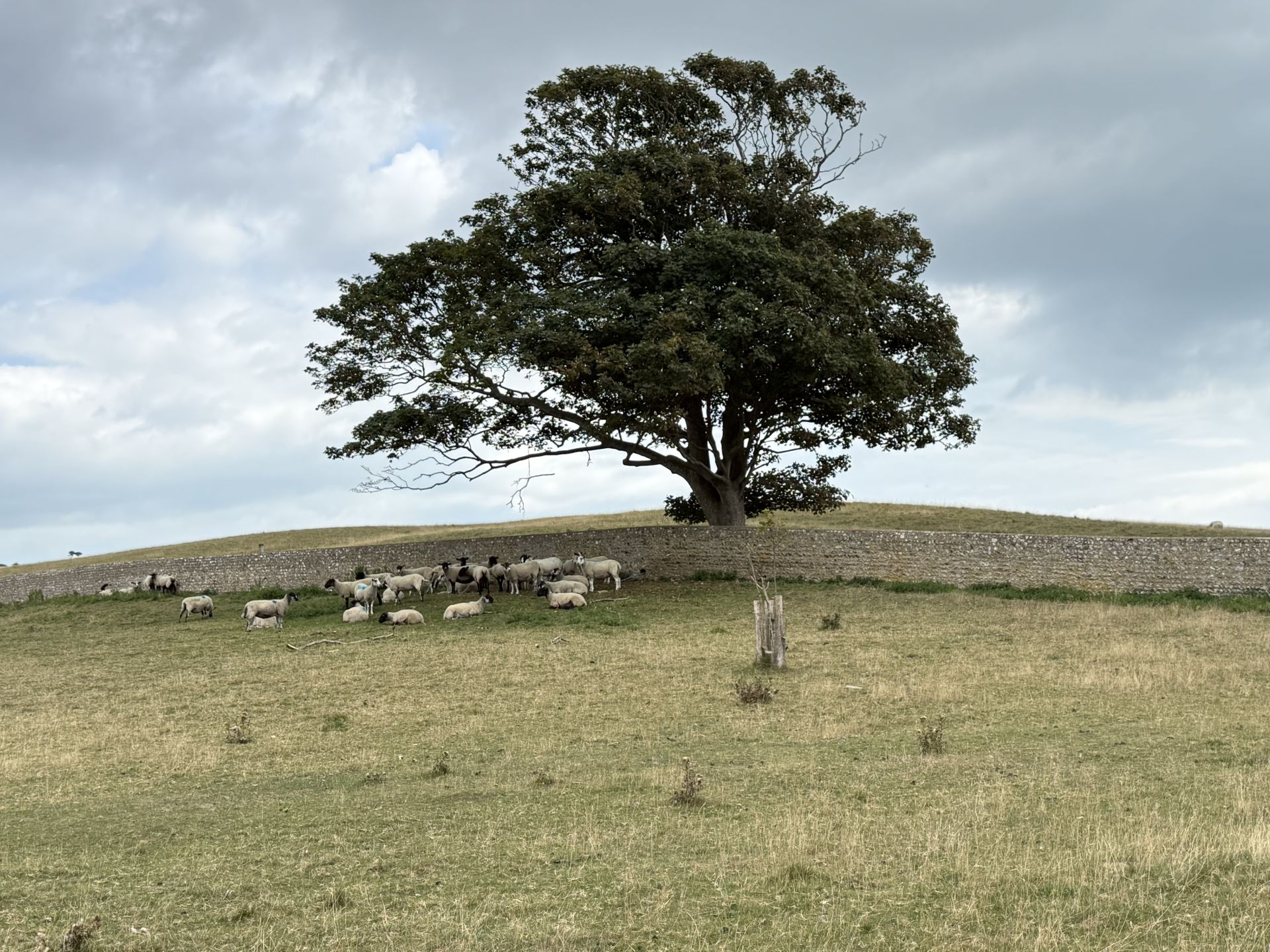 Tree at Birling Farm