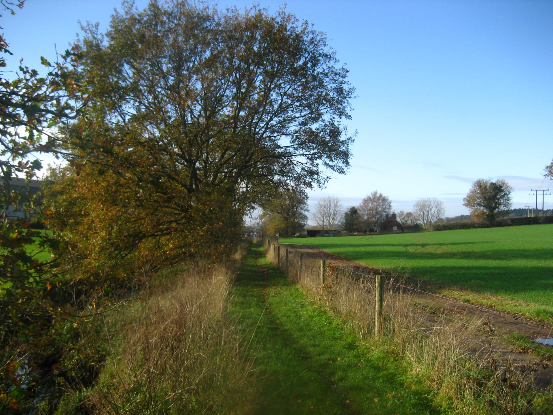 A path and trees and fields