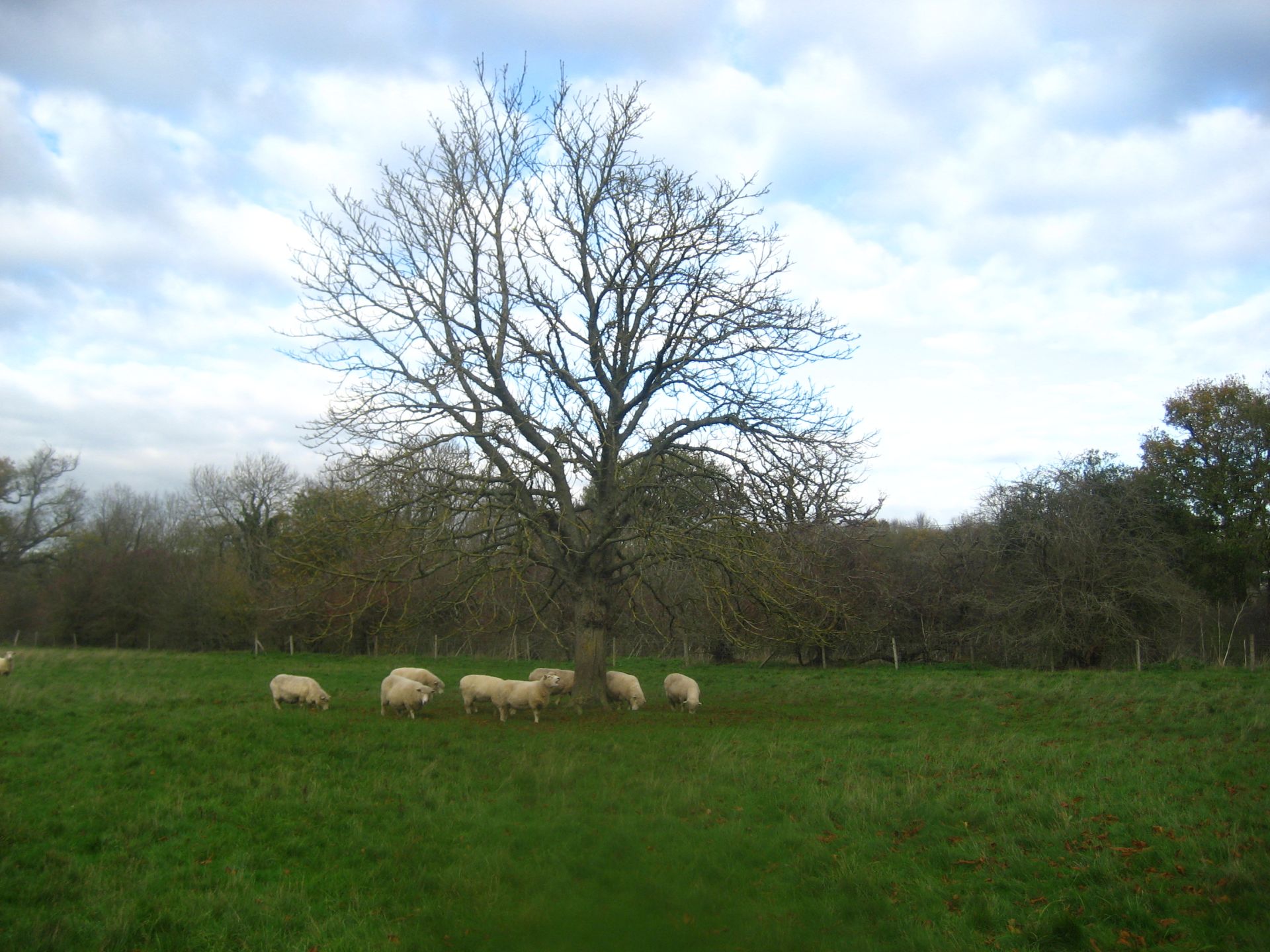A field of sheep