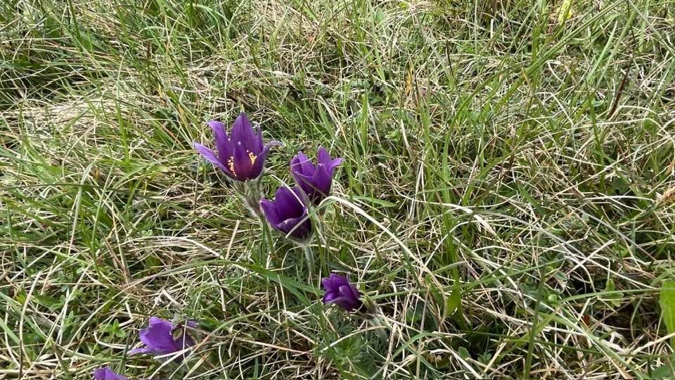Pasque Flowers