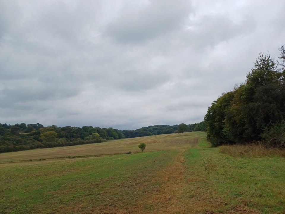 Field and trees