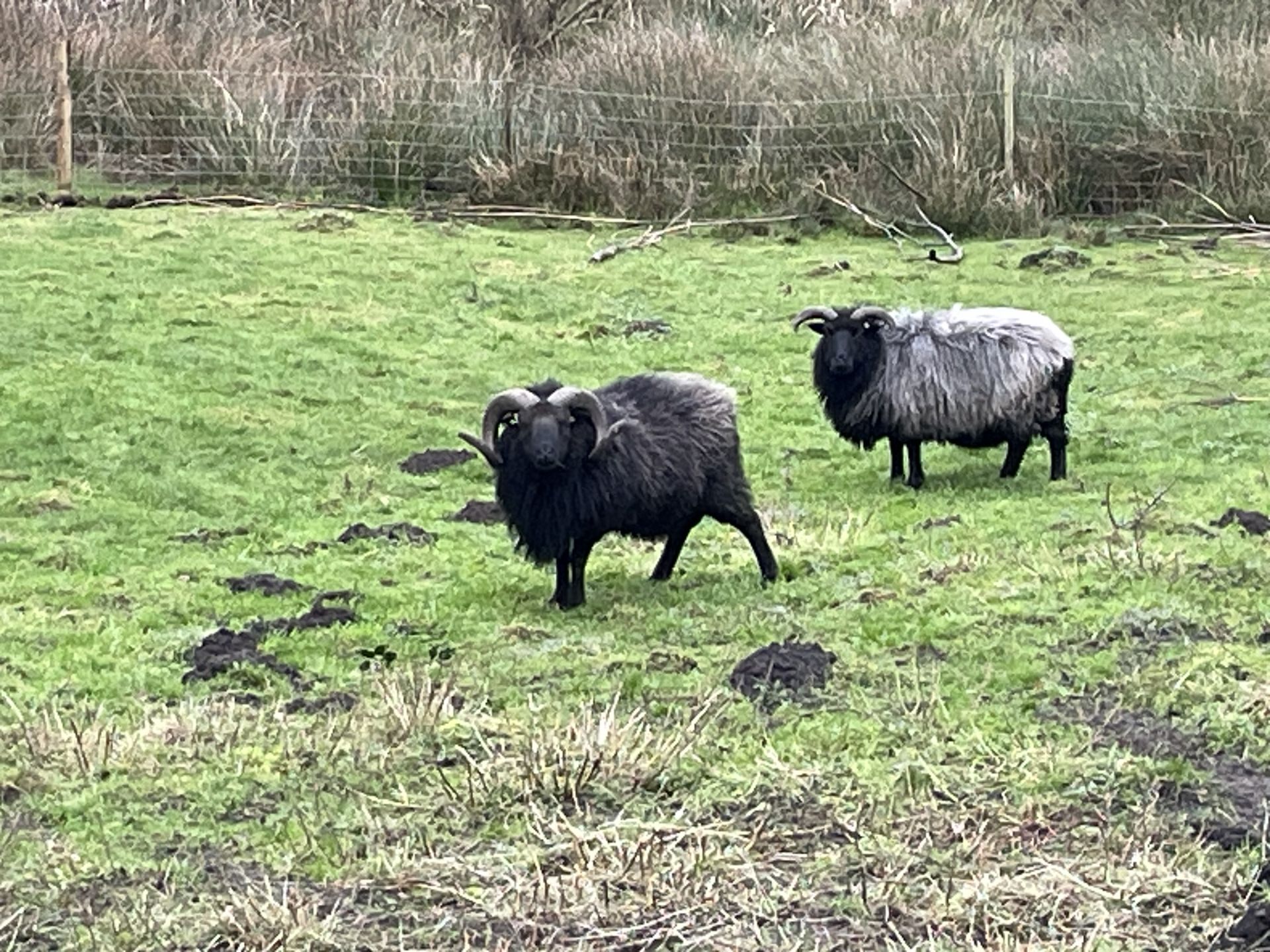 I wouldn't mess with these