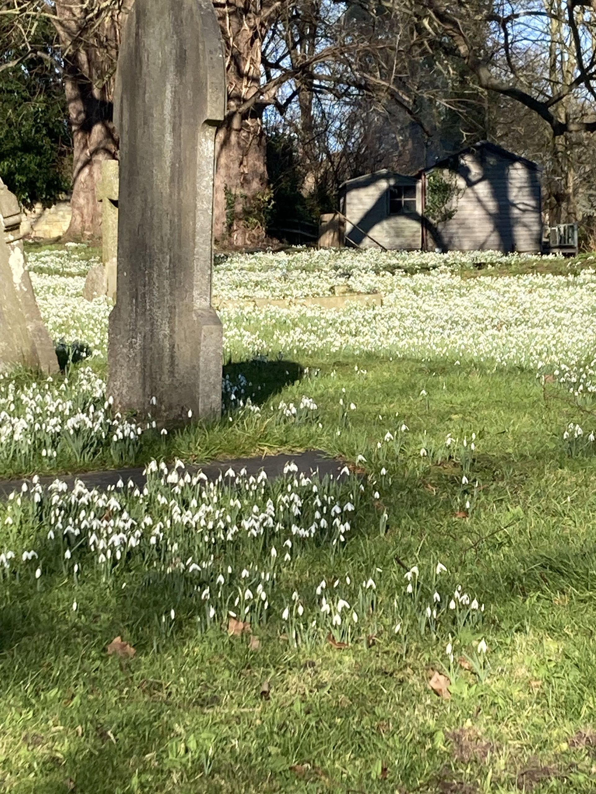 Snowdrops in West Leake