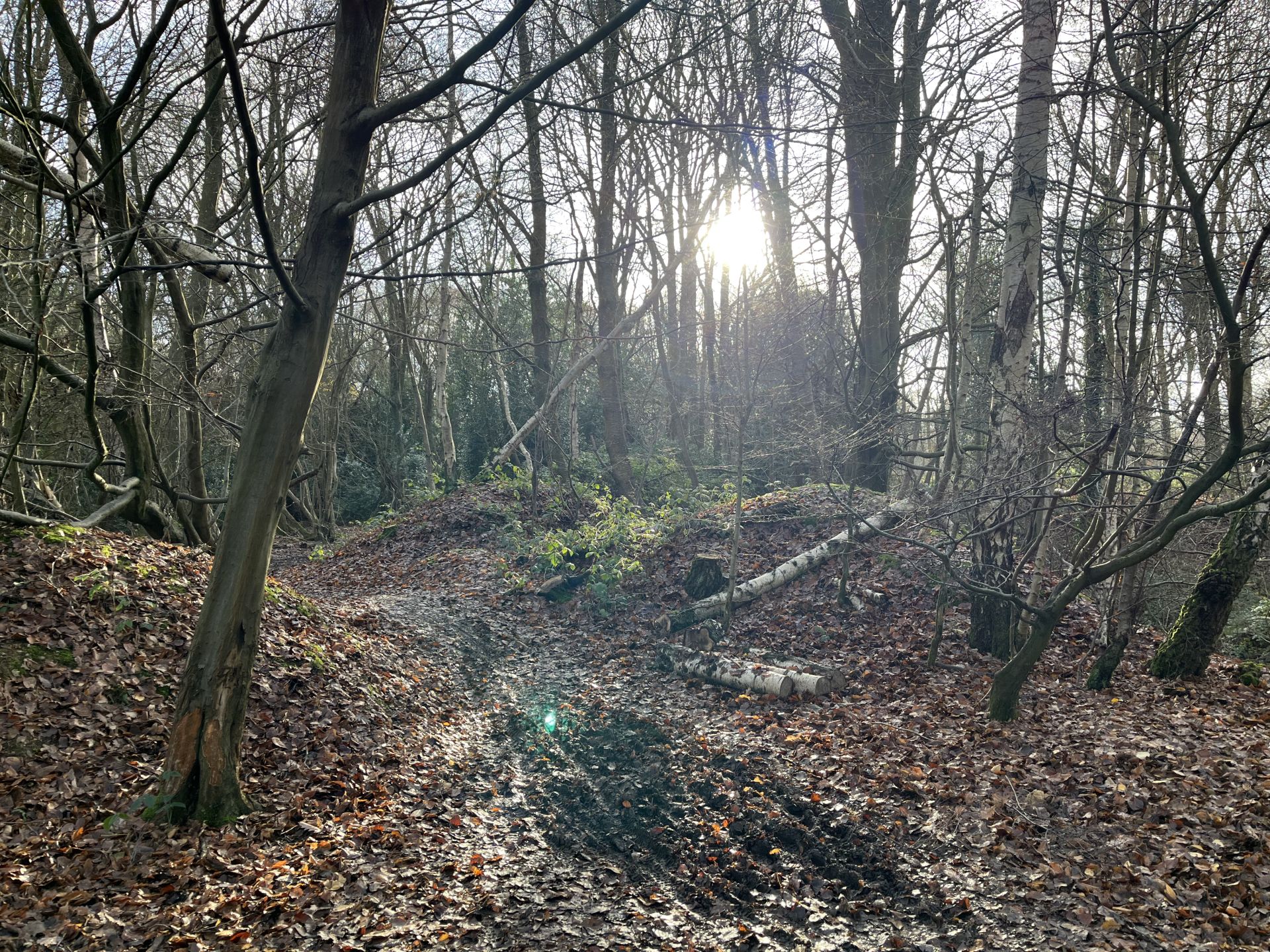 Low sun shining through bare winter trees