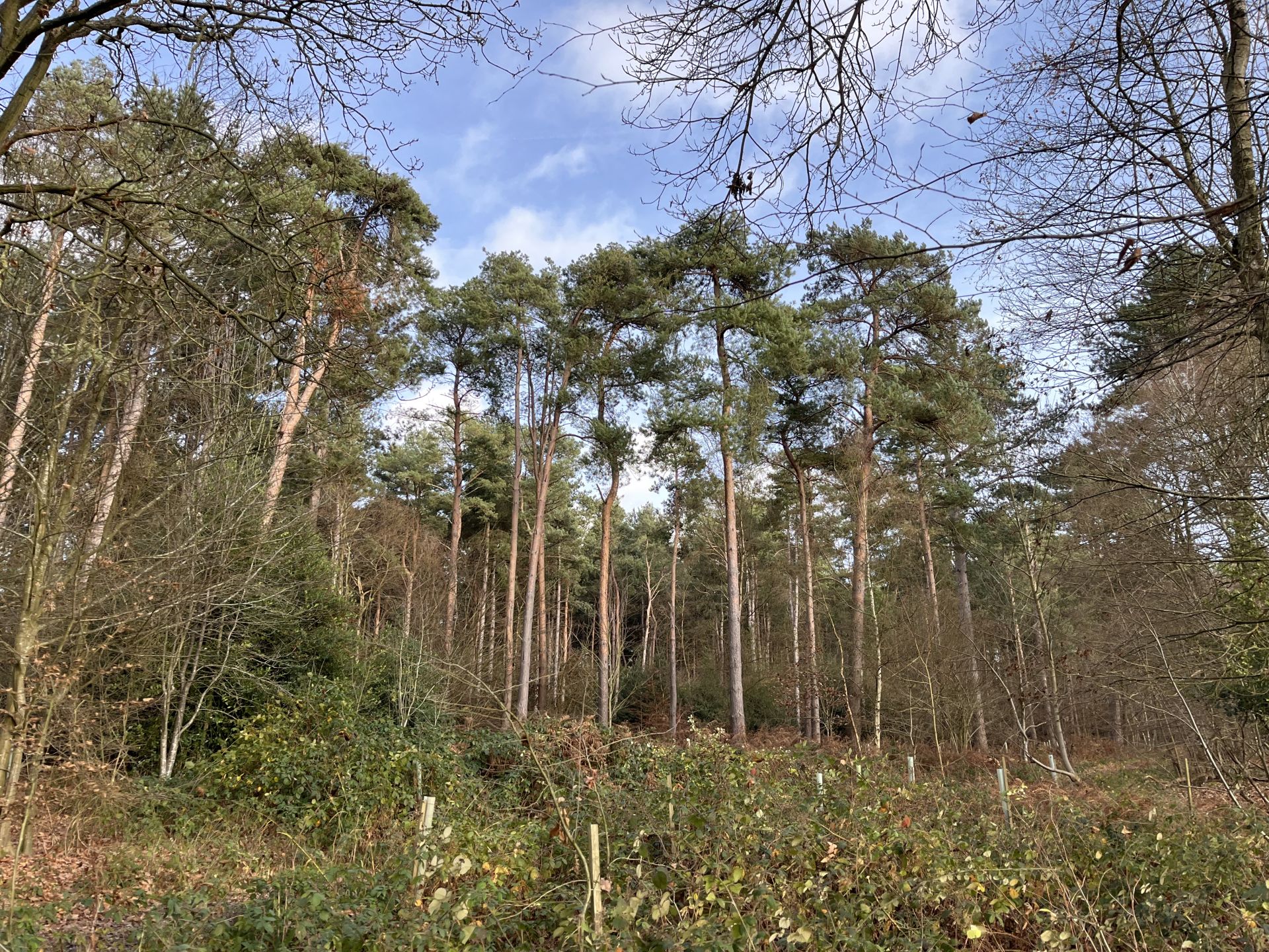 Pine trees in Harmergreen Woods
