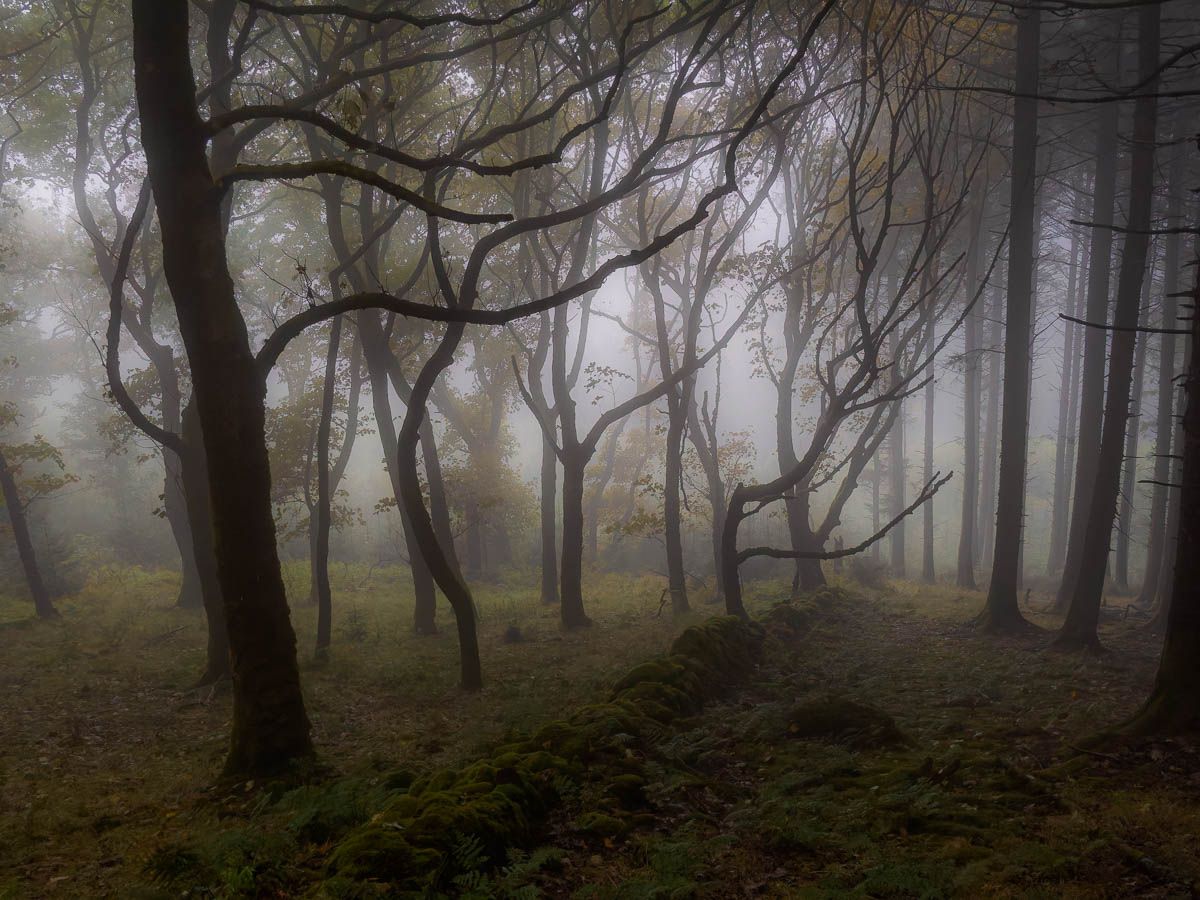 Macclesfield Forest