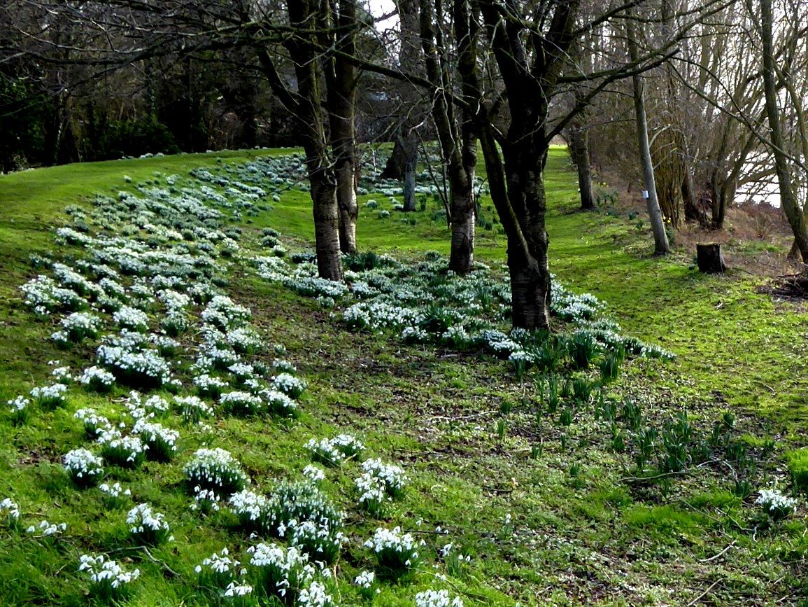 snowdrops by the river