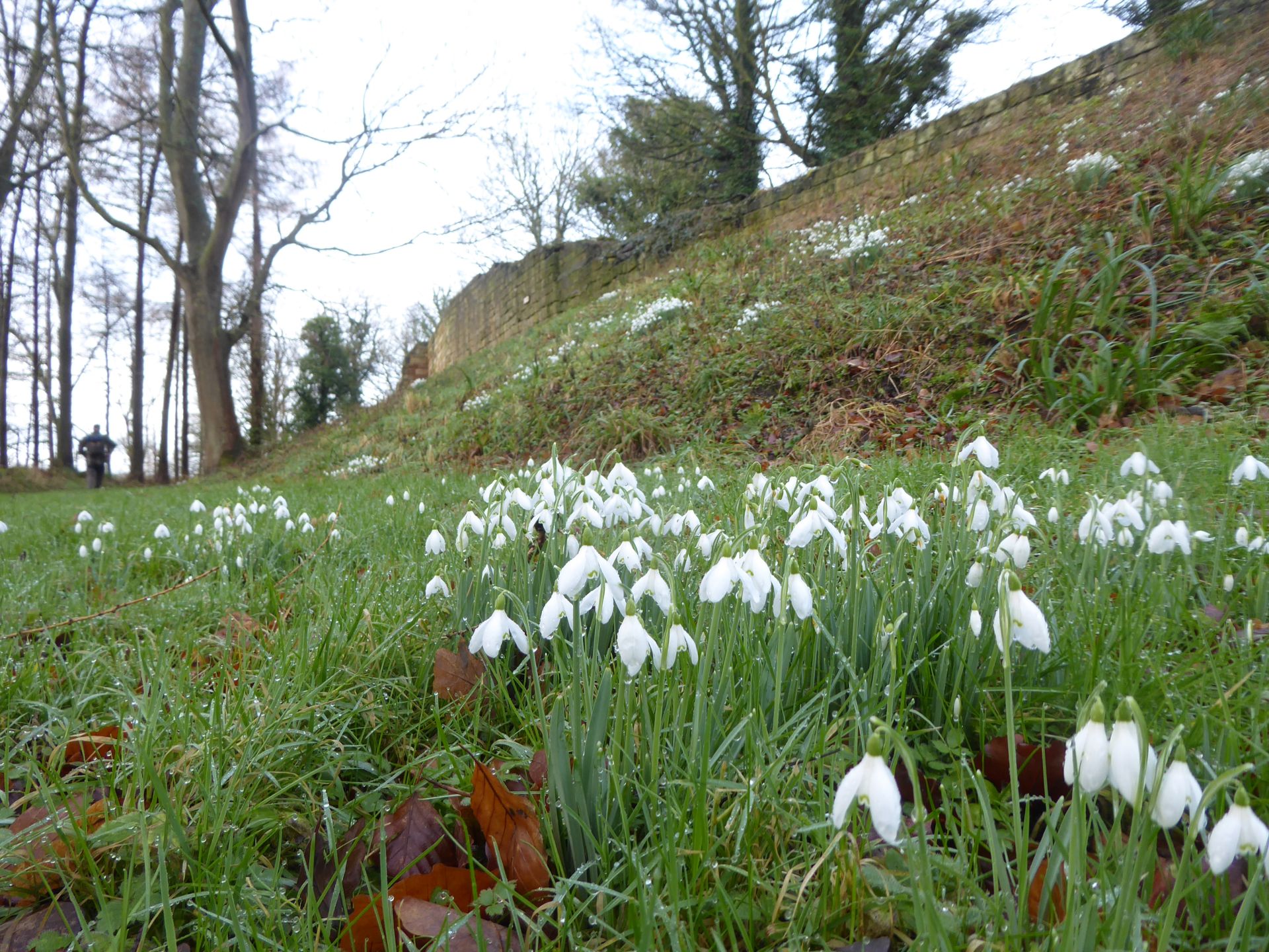 Castle walls with snowdrops