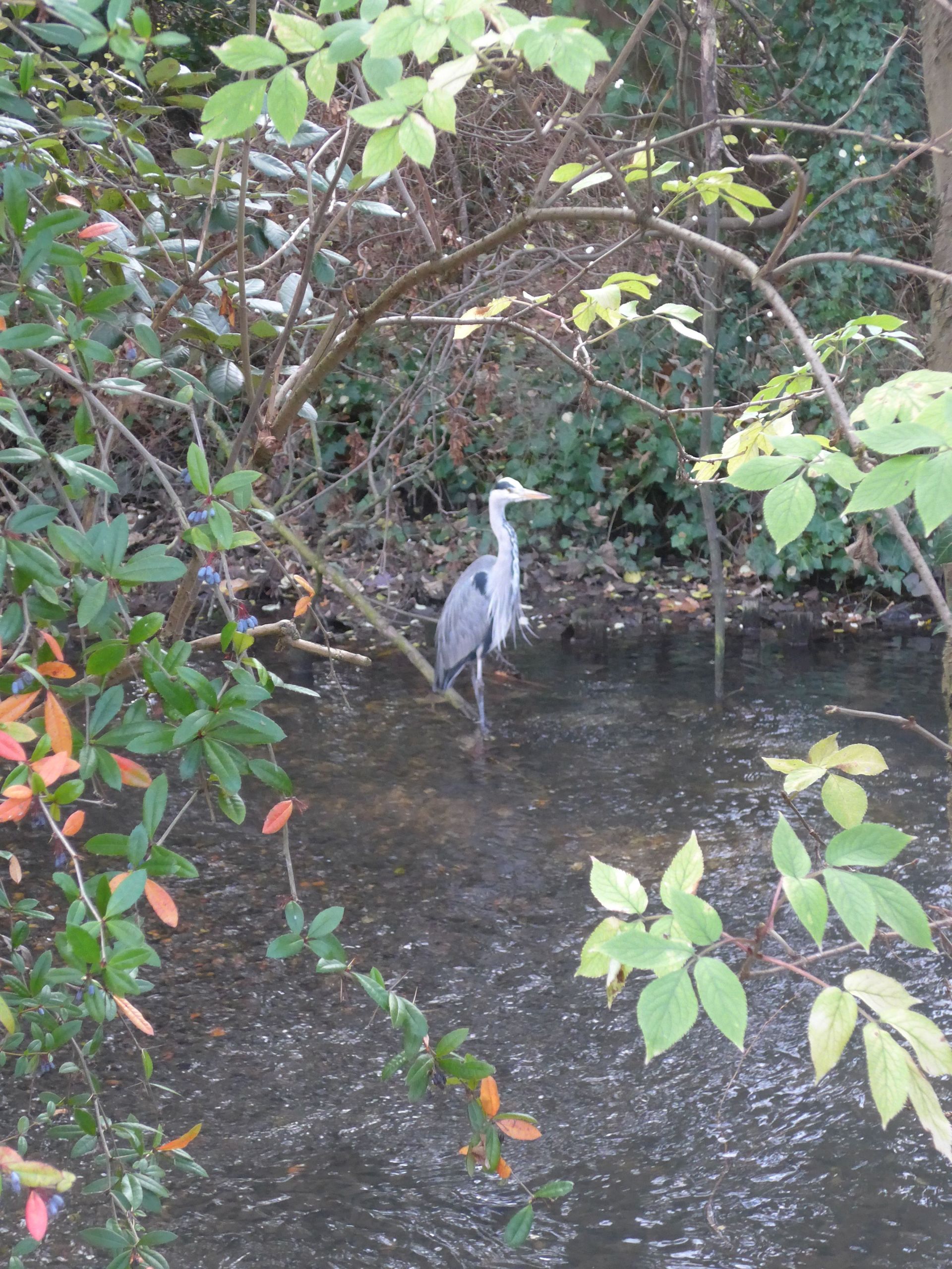 Heron on the River Wandle
