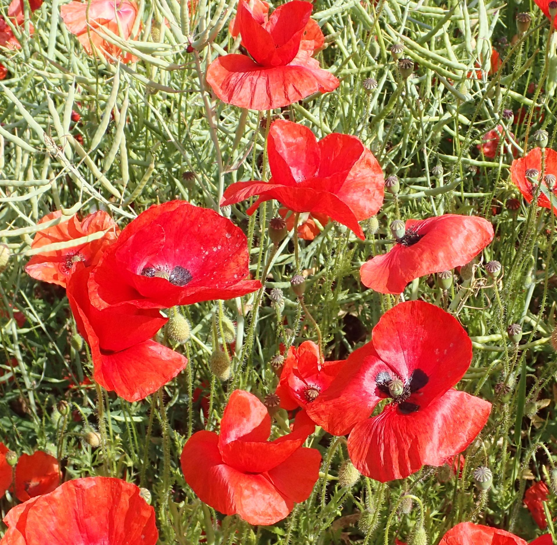 Poppies