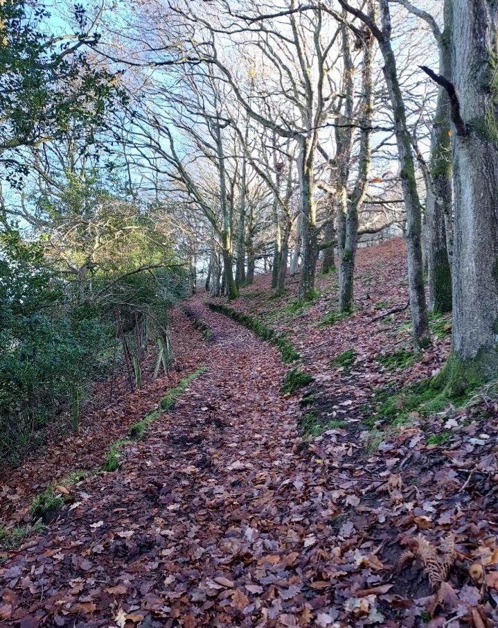 Woodland path