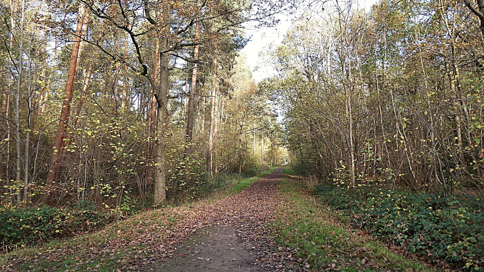 Skellingthorpe Woods