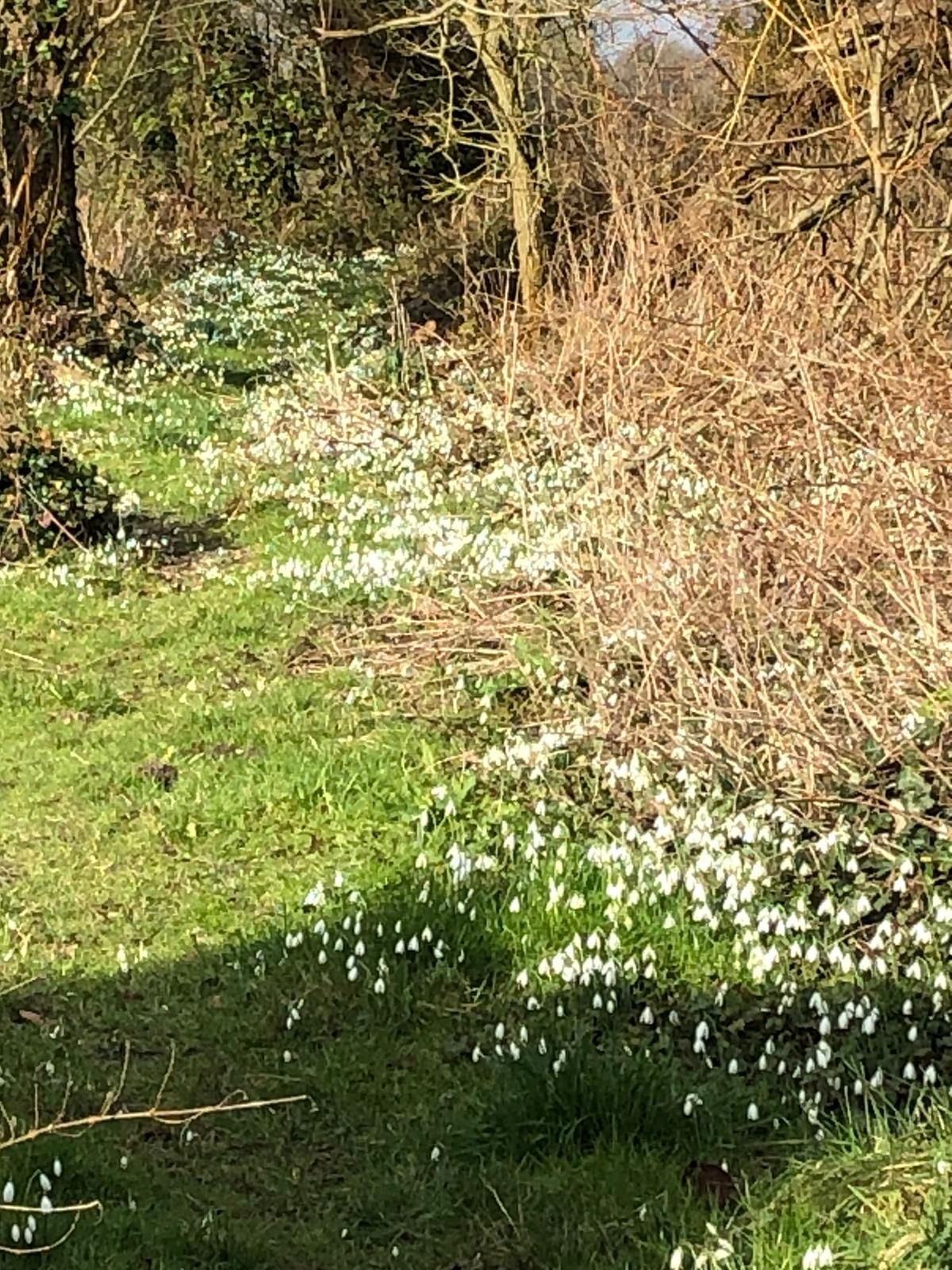 snowdrops in winter sun