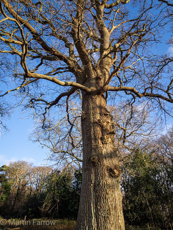 winter tree and blue sky