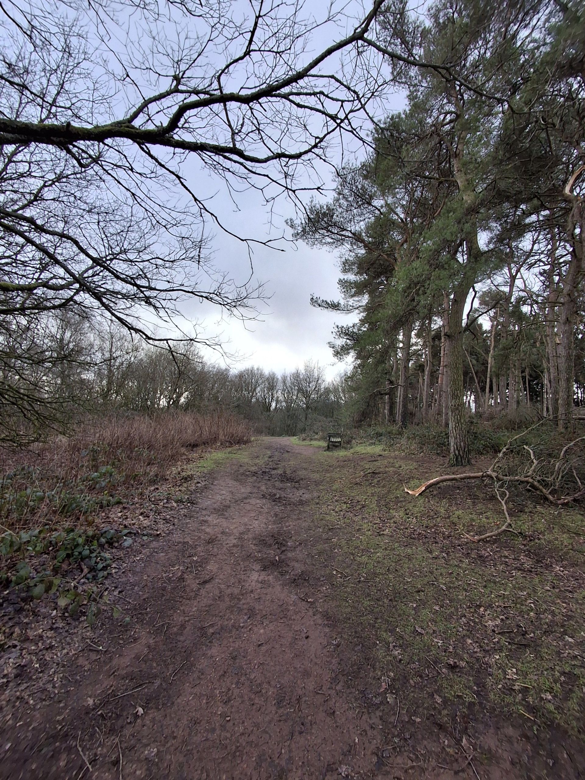 Wood lands Lickey Hills