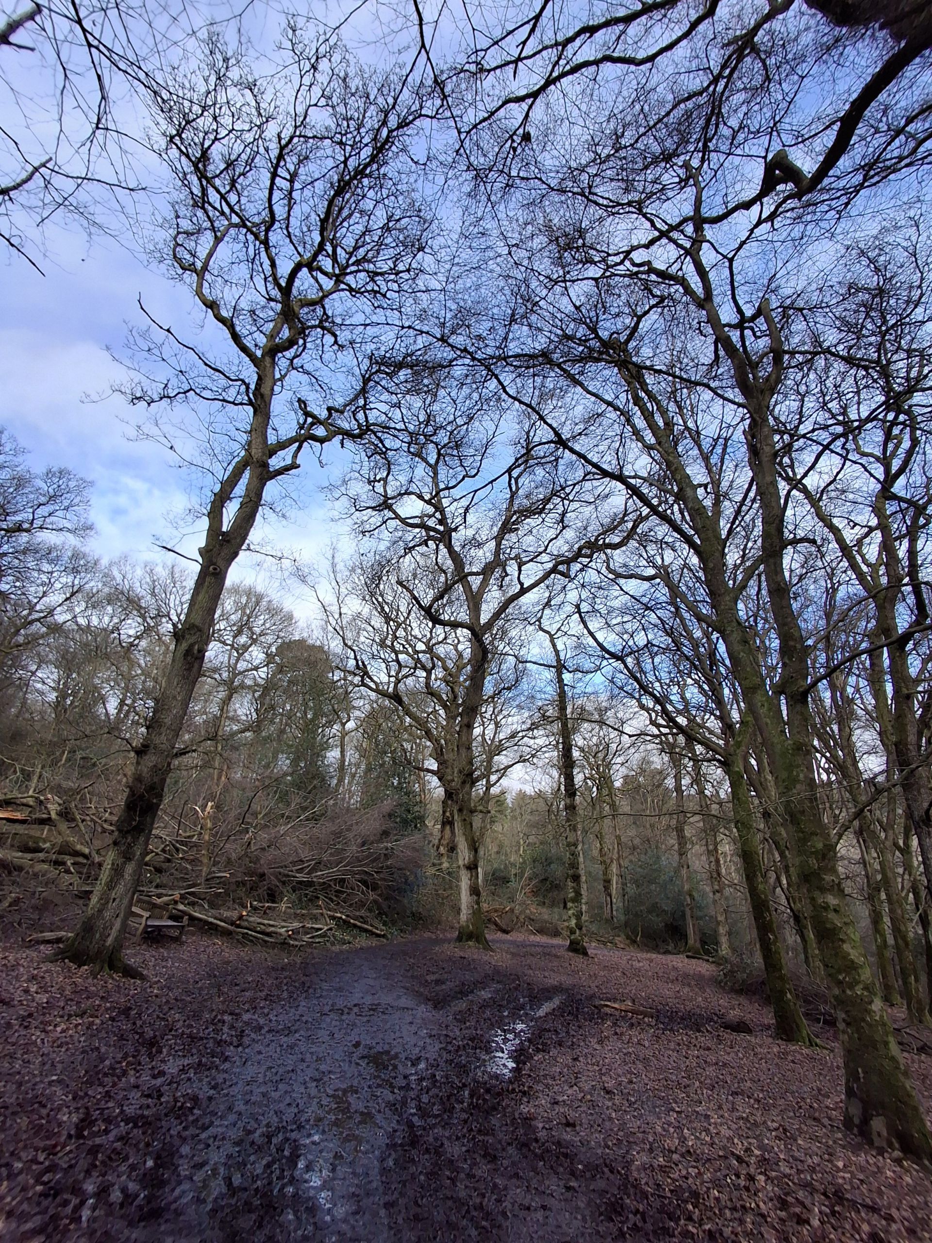 Wood lands Lickey Hills