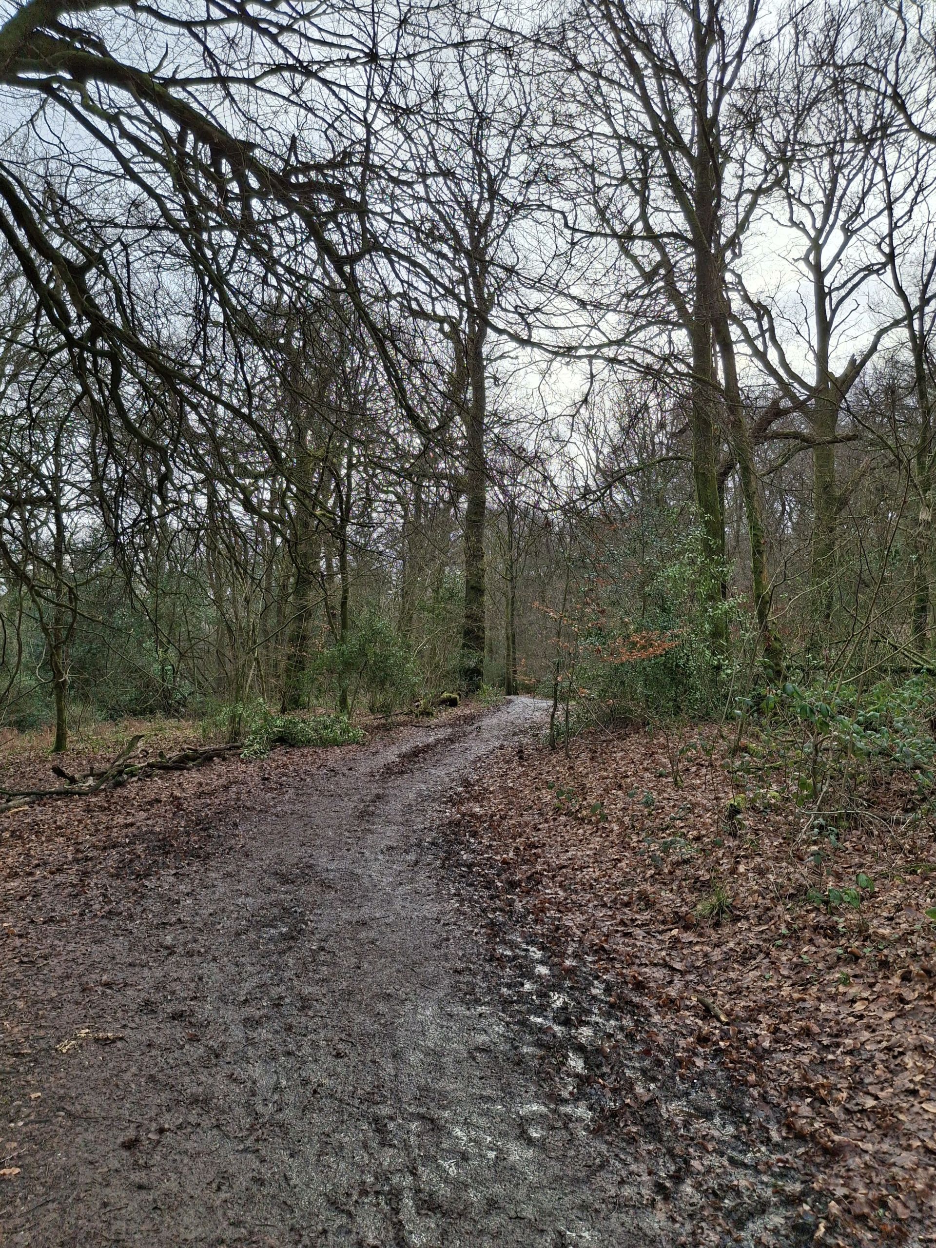 Wood lands Lickey Hills