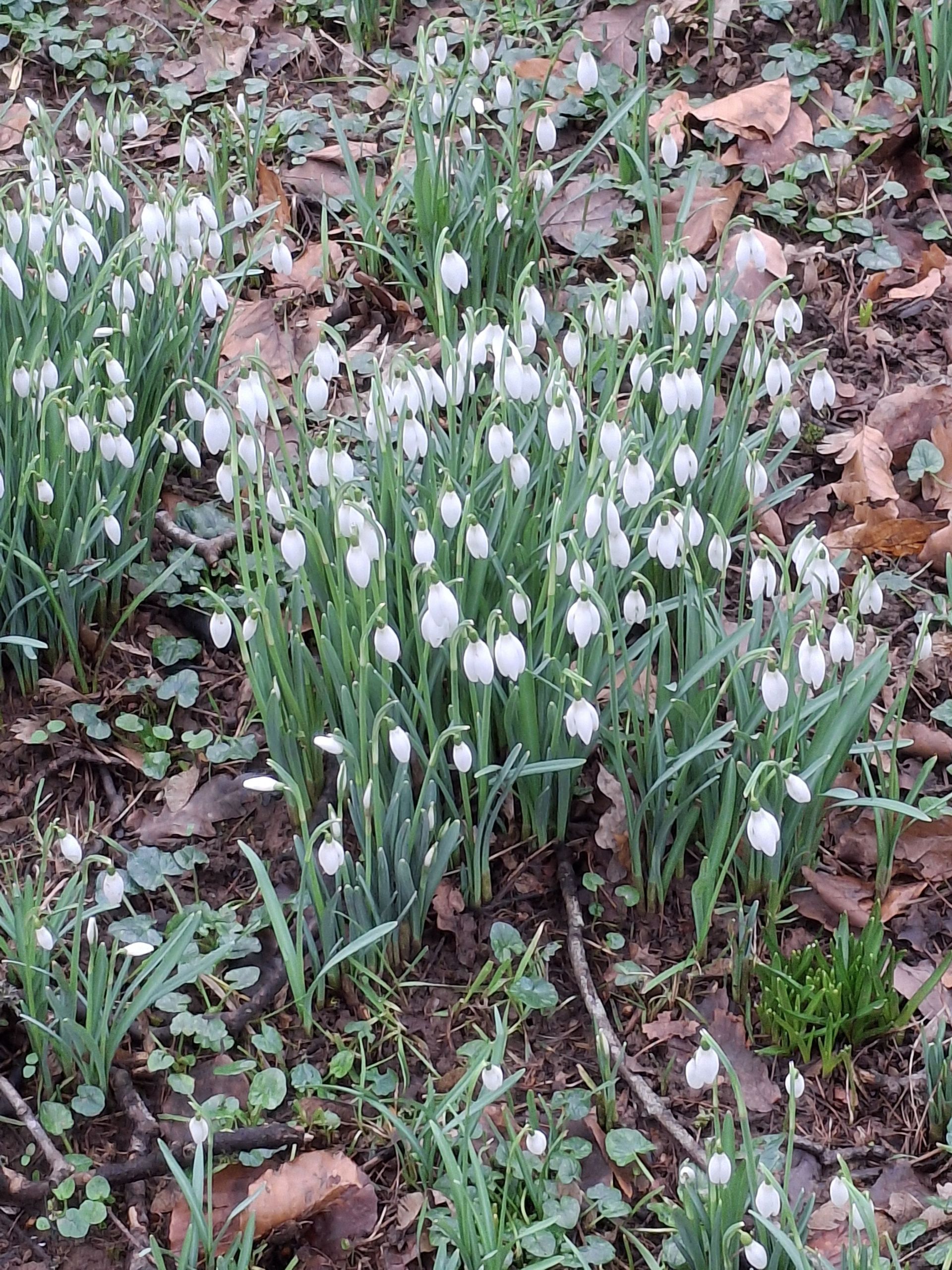 Snowdrops Church Yard