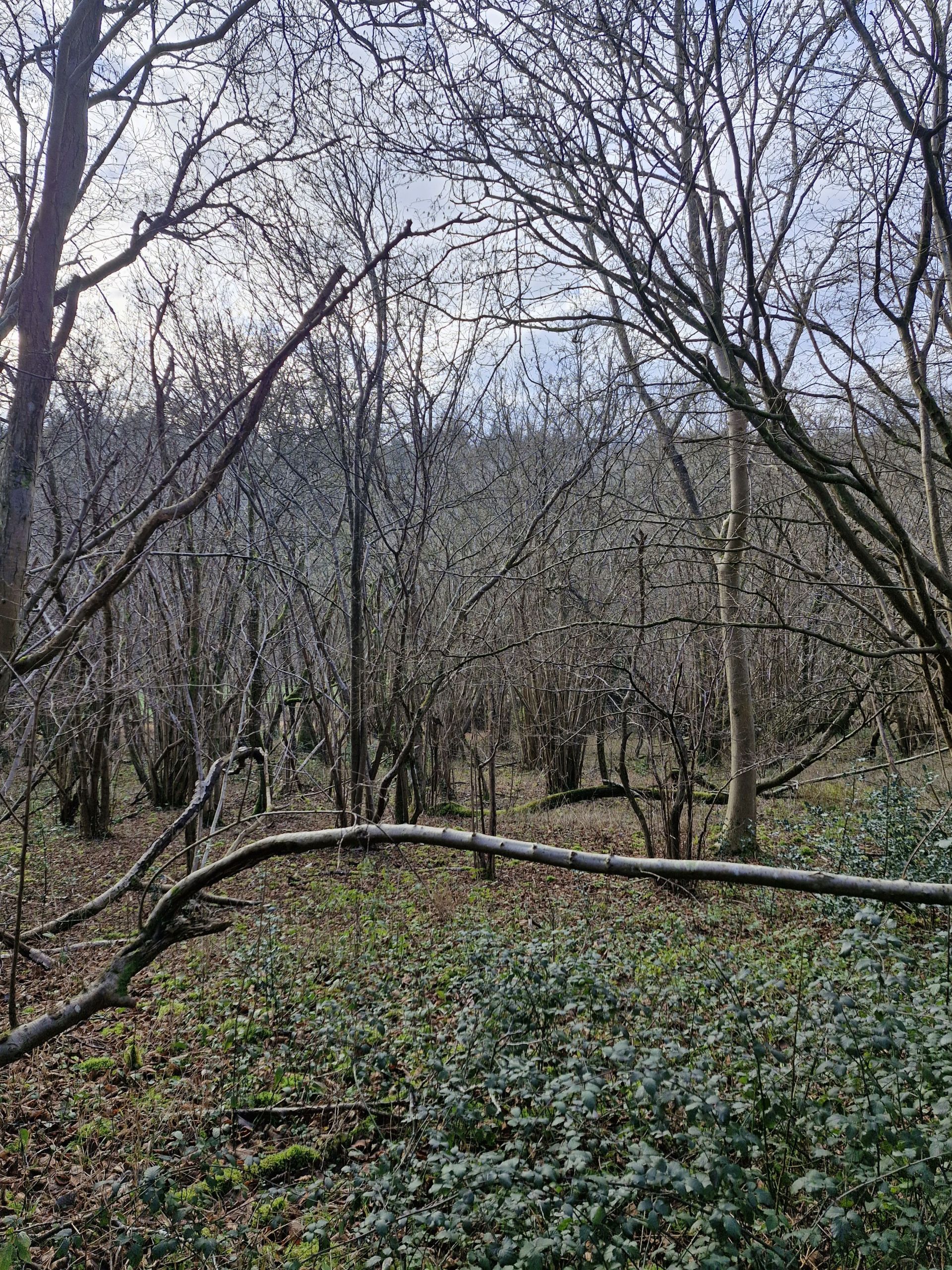 Mixed woodland