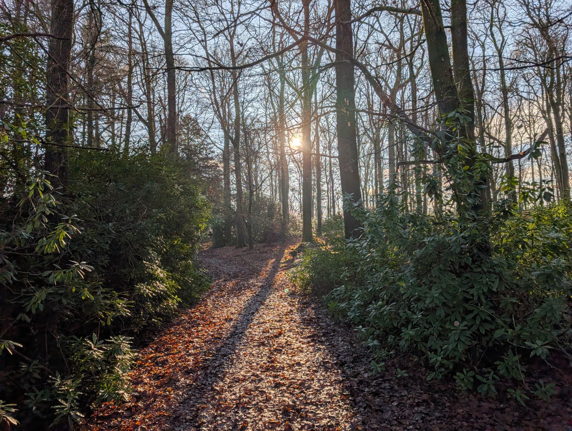 Sunlight shining through trees and lighting up the path