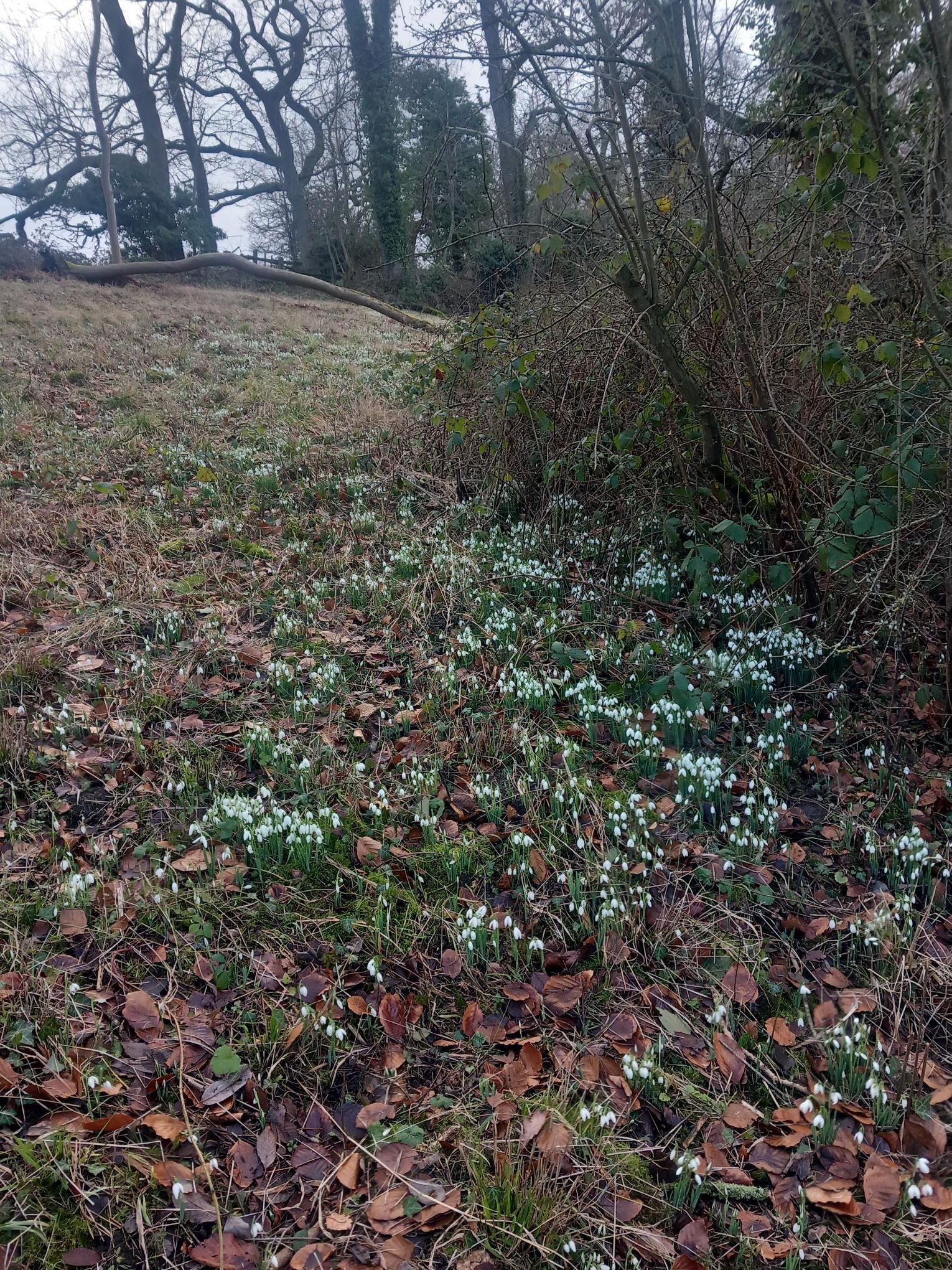 Snowdrops Dimminsdale
