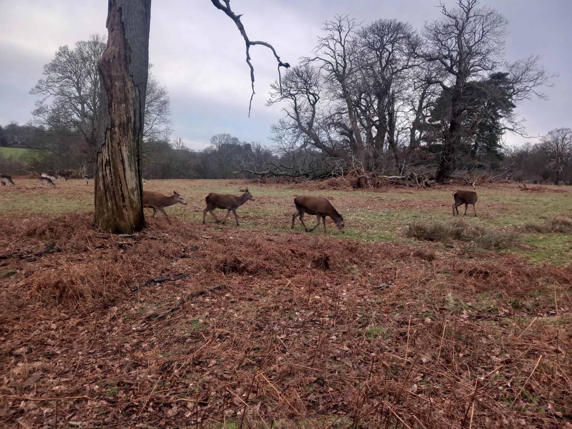 Deer at Calke Abbey