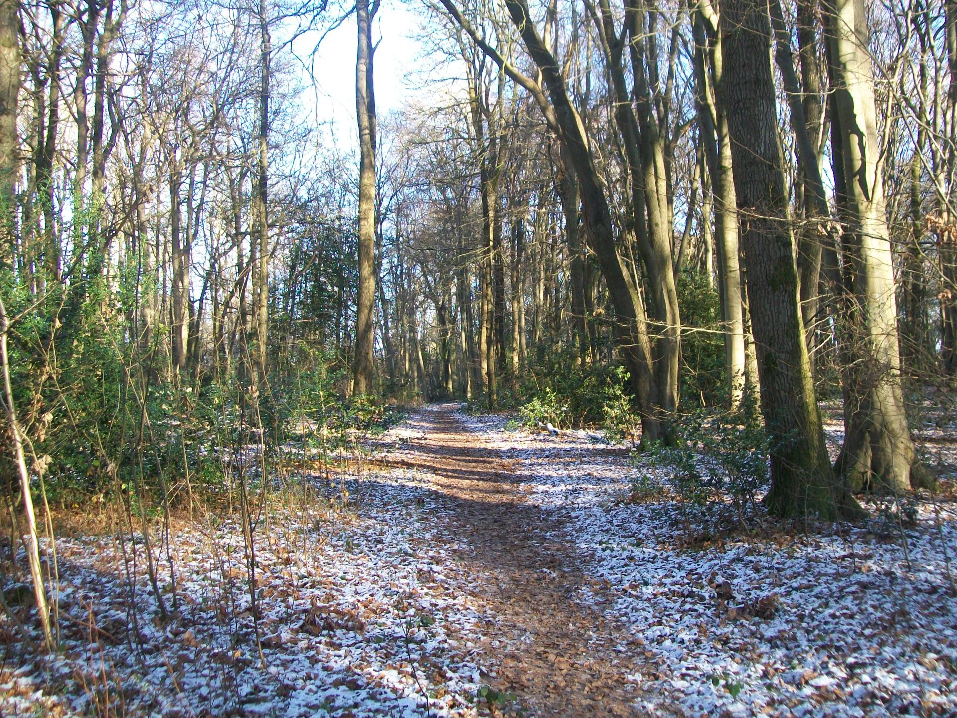 woods Lower North Dean
