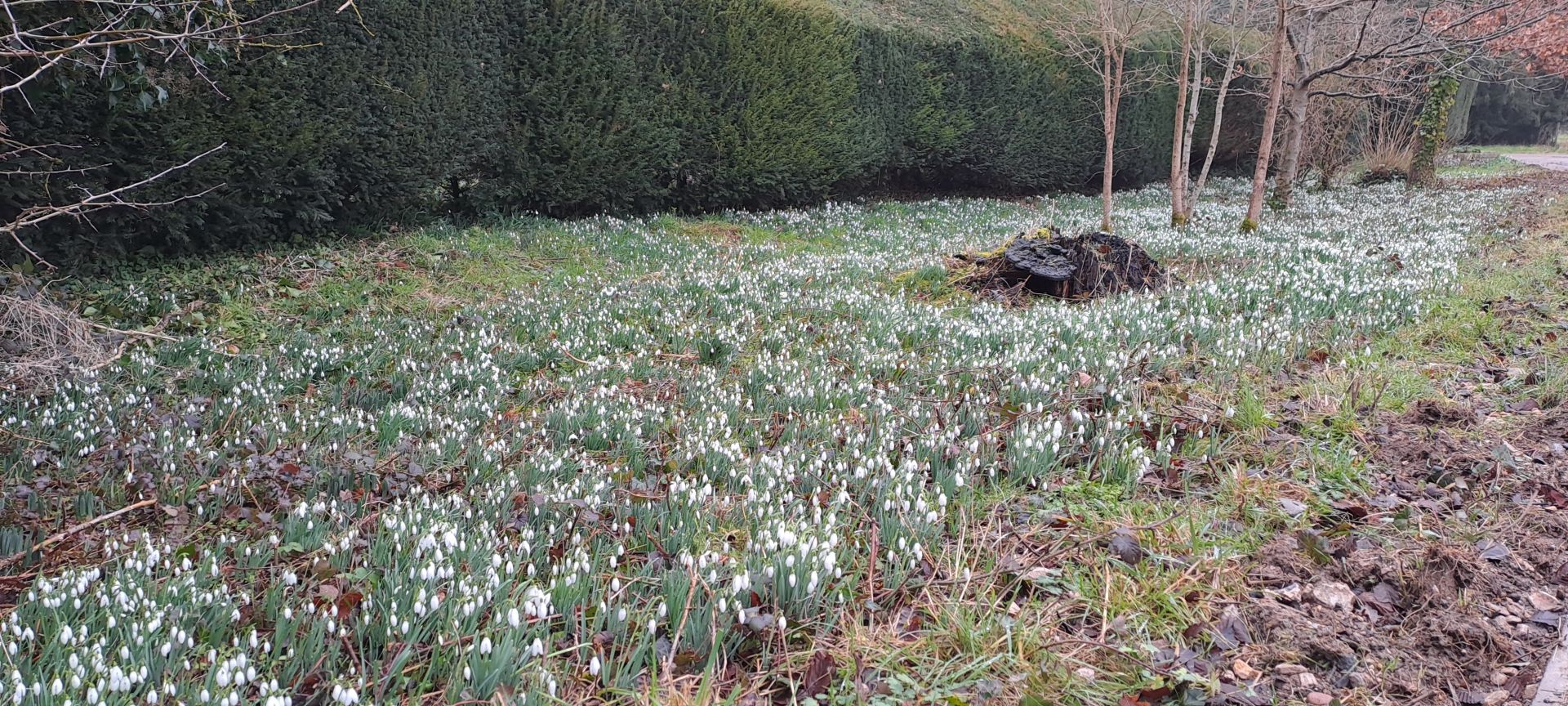 Snowdrops