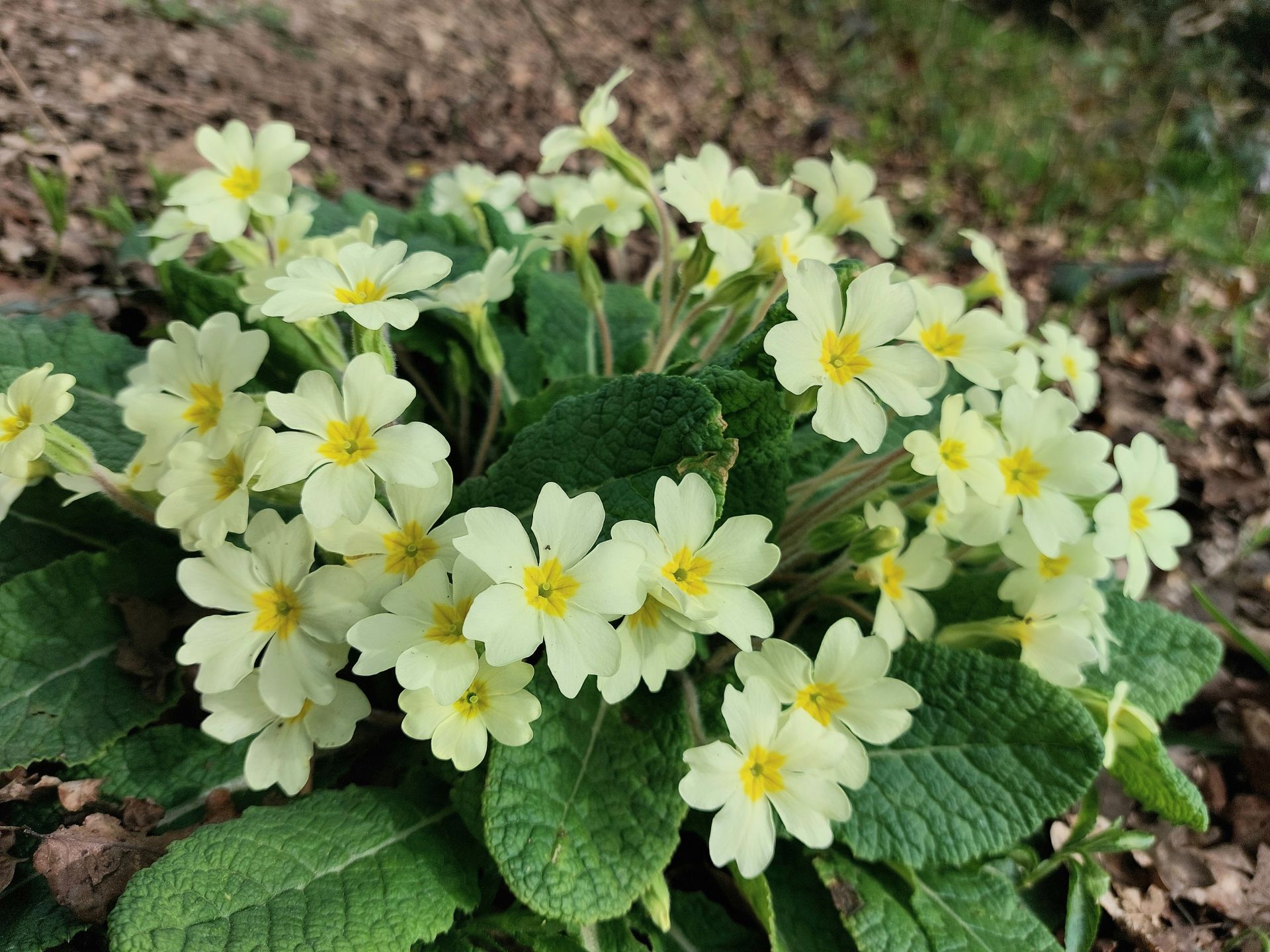 Primroses