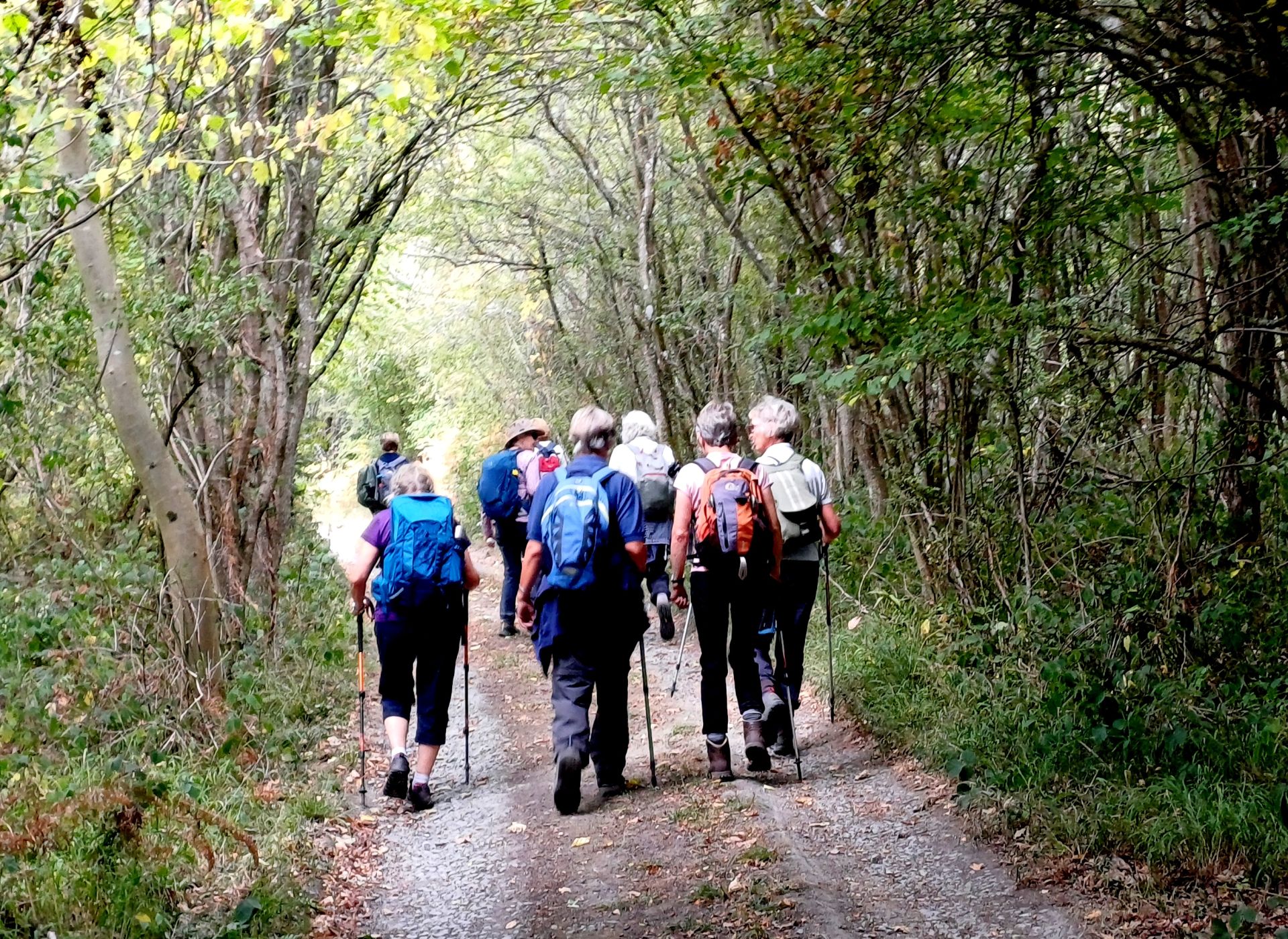 Walking along a tree-lined lane