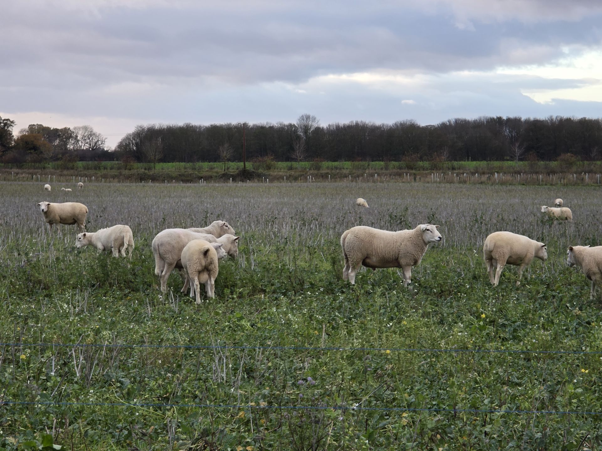 sheep in field