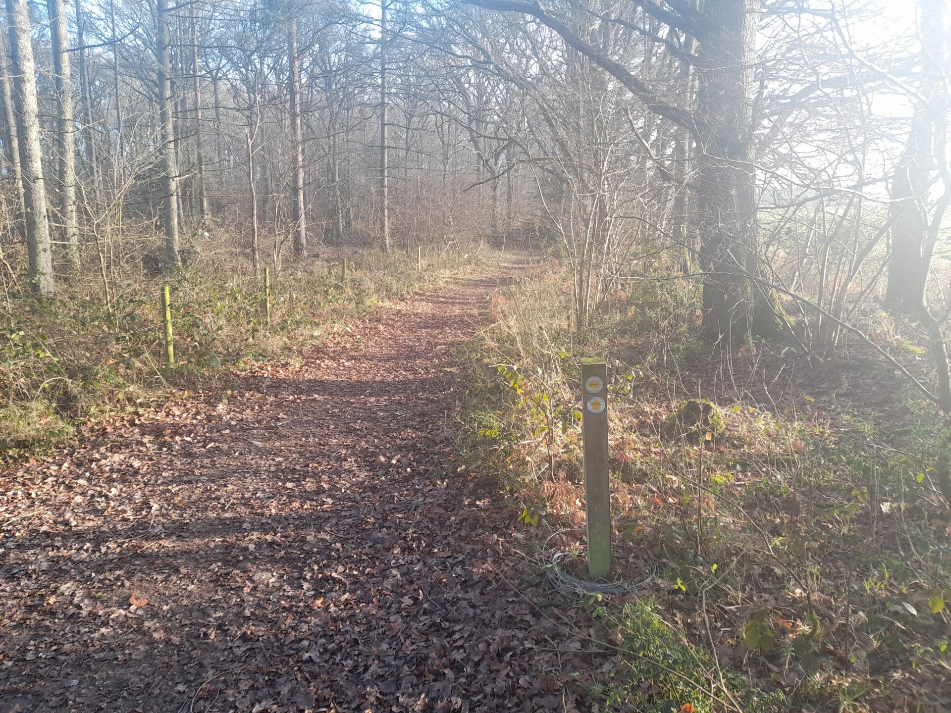 Winter sunshine in Early Bridge Copse