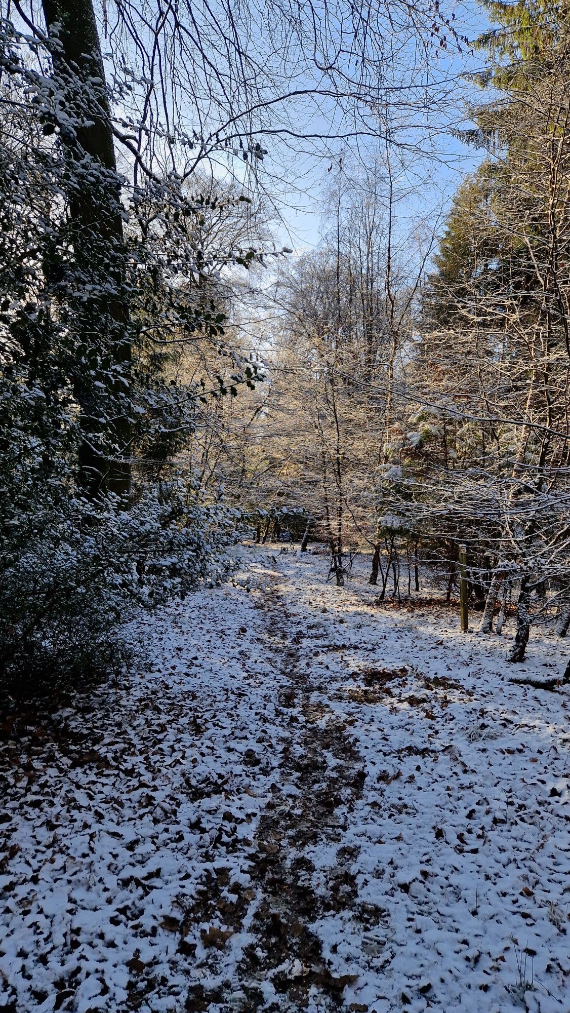 Snowy path