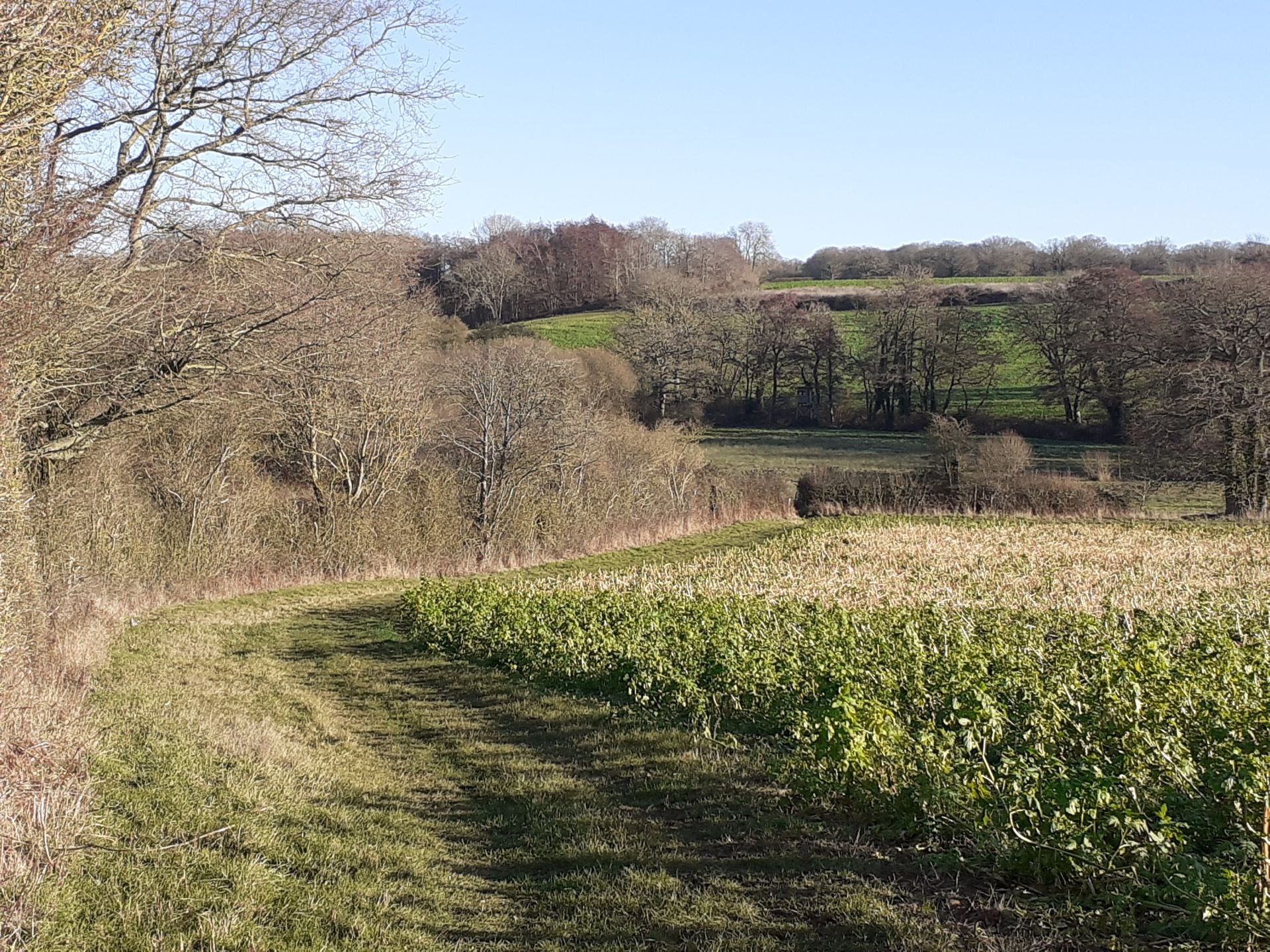 Approaching Hillhouse Wood