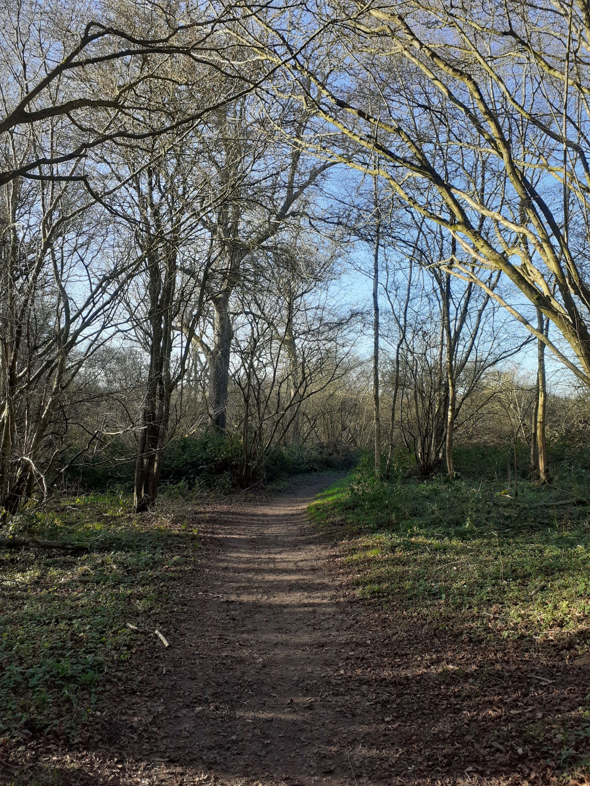 Hillhouse Wood
