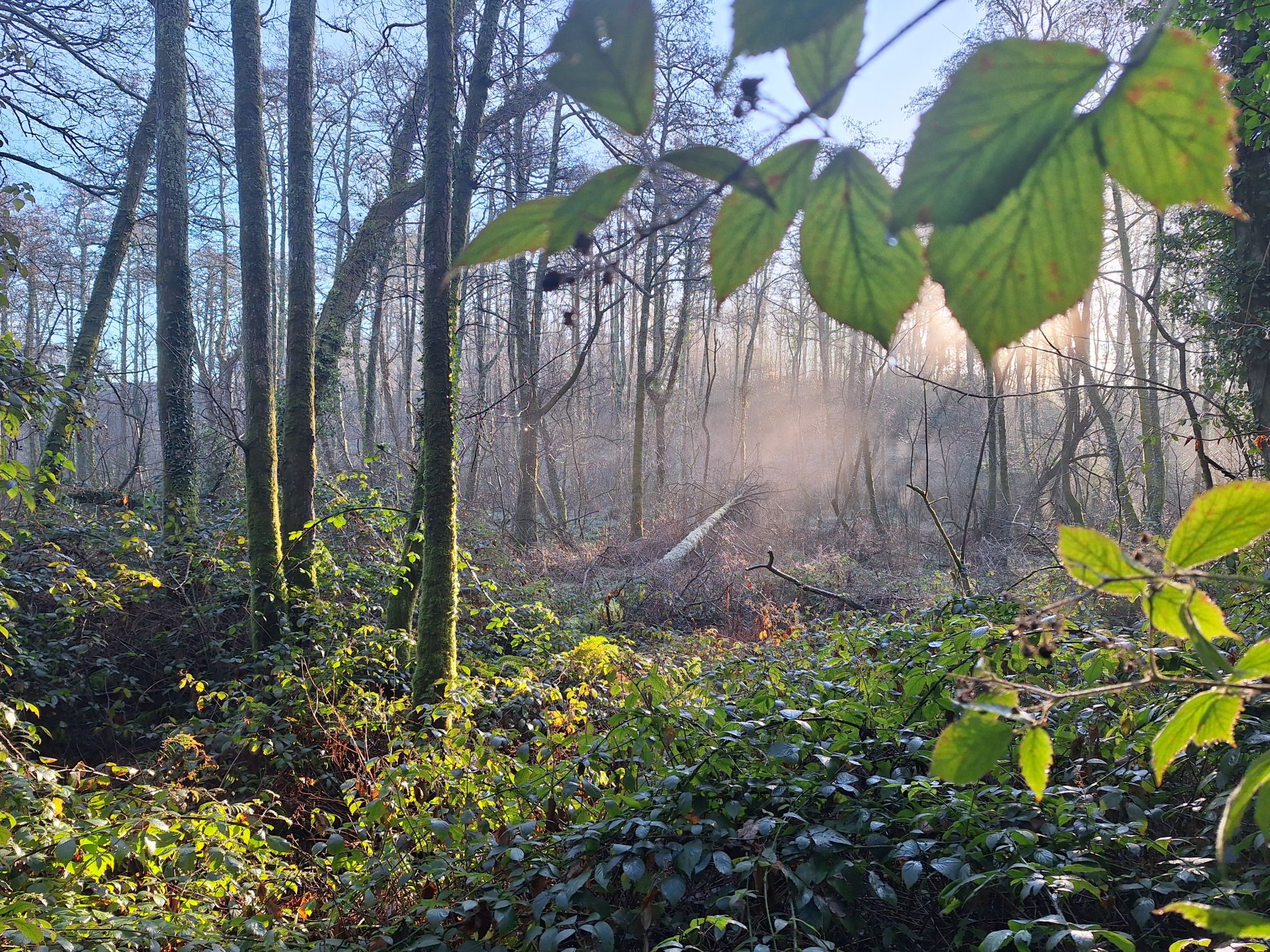 Sun shining through the morning mist in the woods.