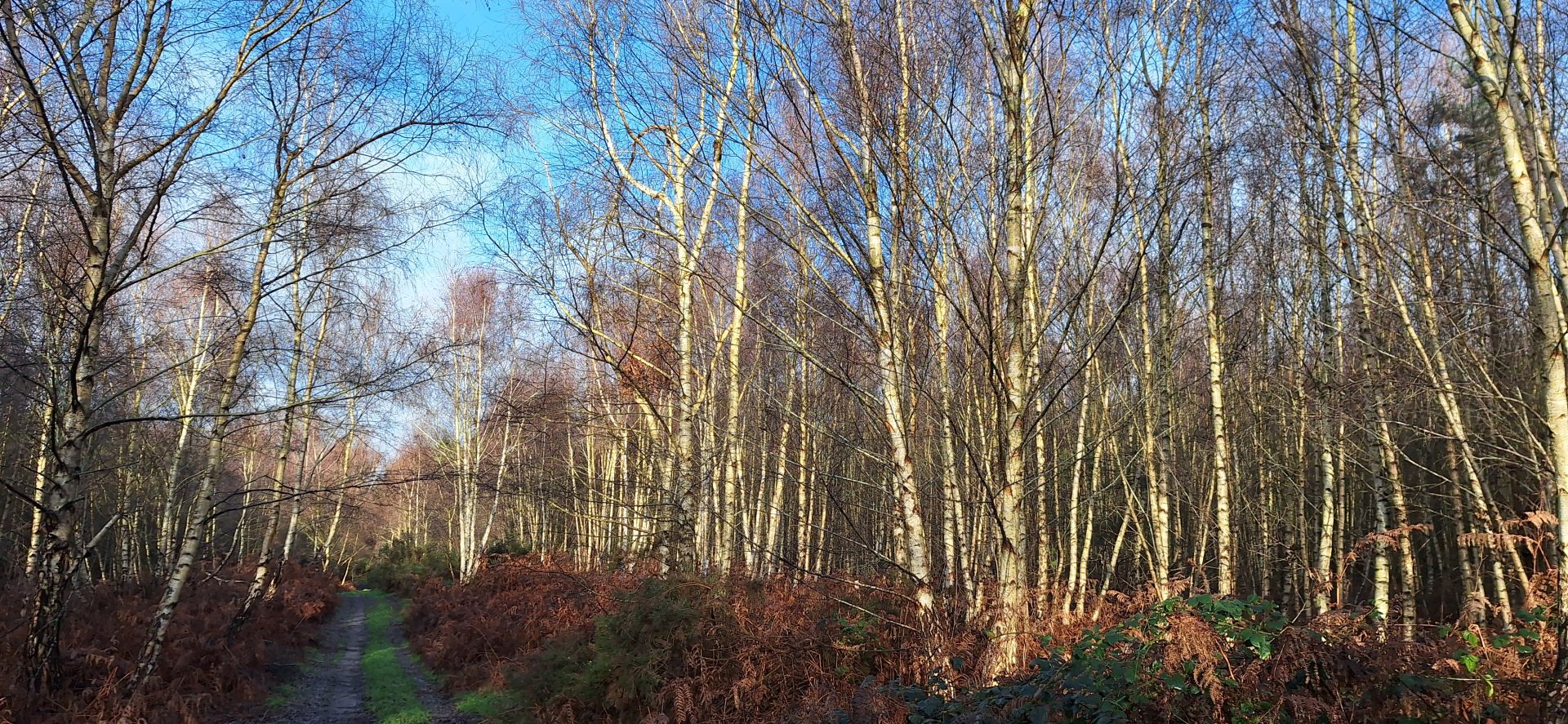 Silver Birch trees