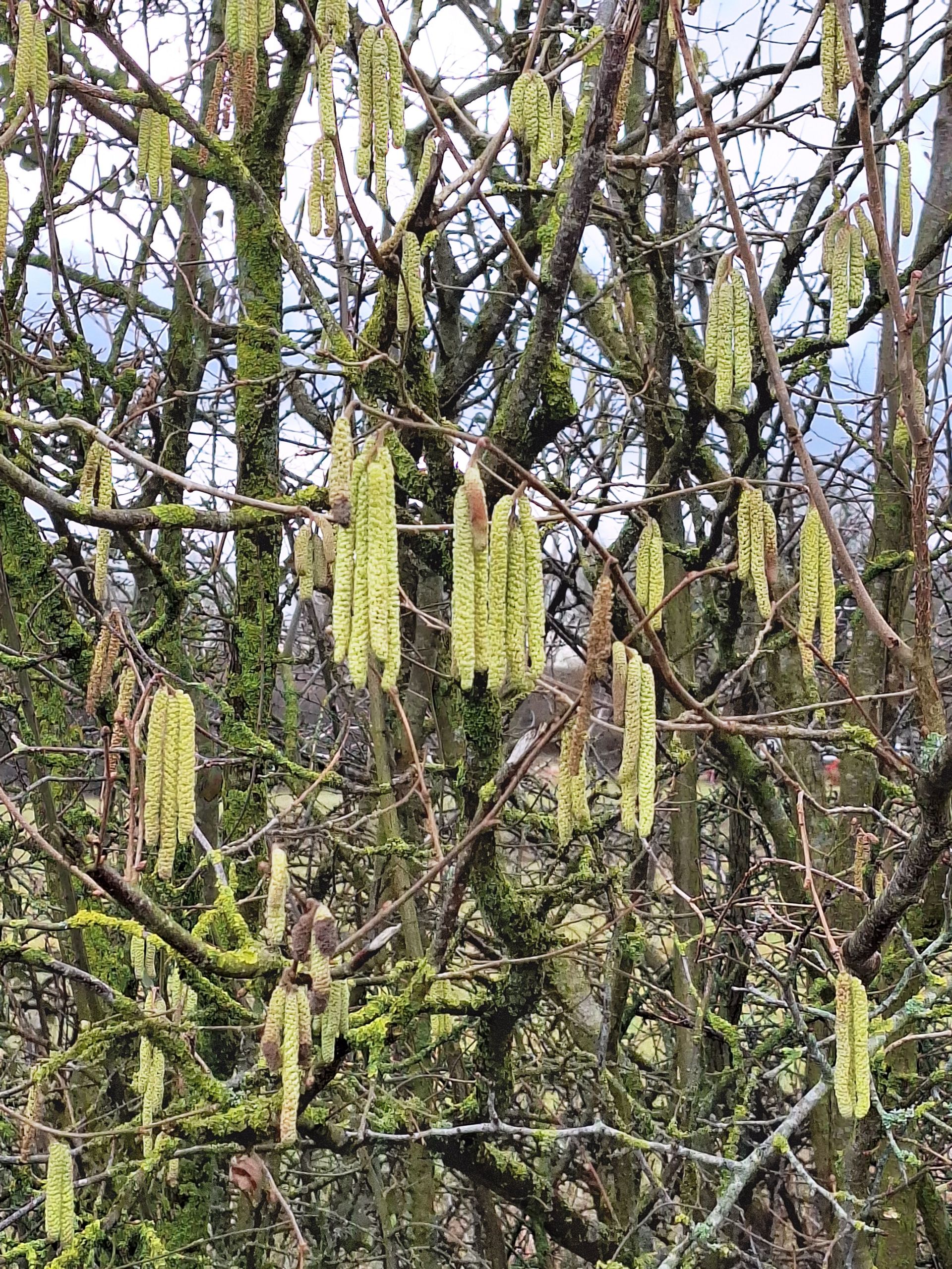 Signs of Spring - catkins